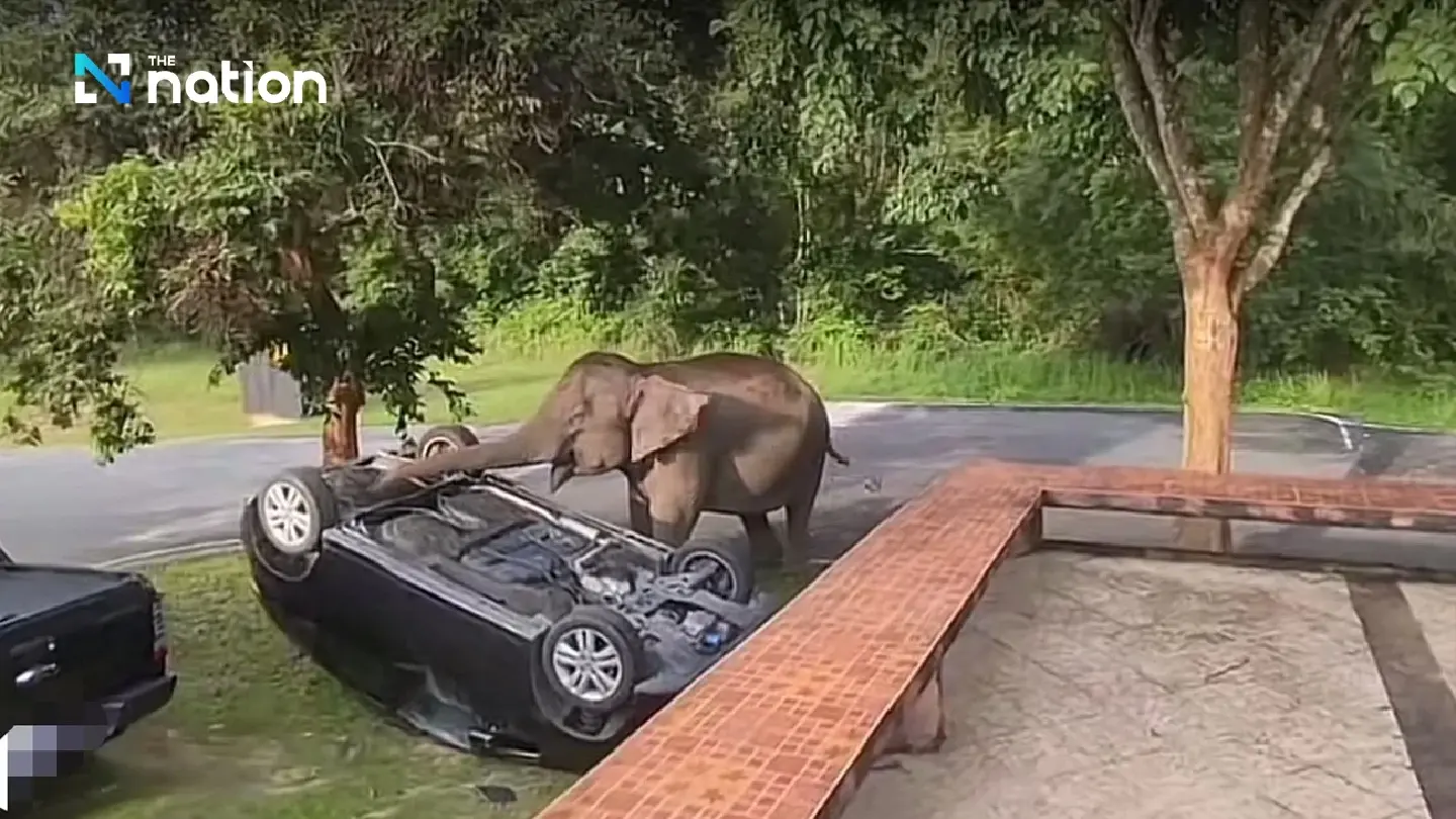 Playful mother elephant flips parked SUV in Khao Yai for fun