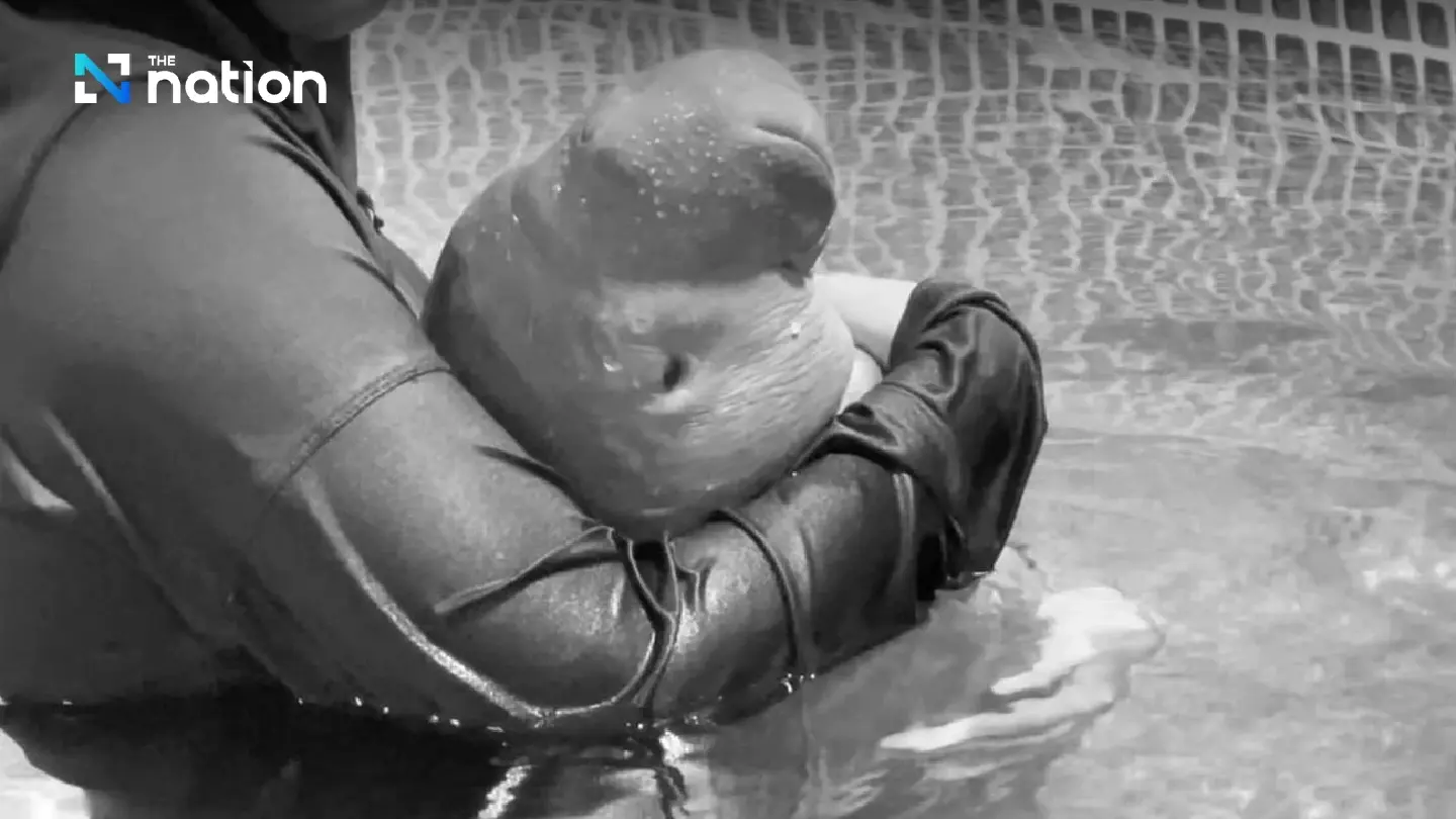 Young dugong found in Krabi dies after 18 days in human care