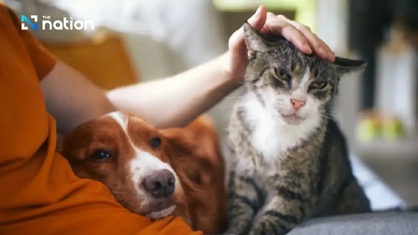Woof! The ageing society isn’t just for people Woof! The ageing society isn’t just for people