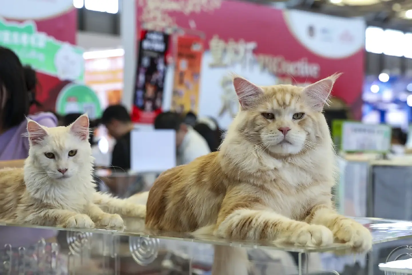 China's pet economy sparks billion-dollar market China's pet economy sparks billion-dollar market