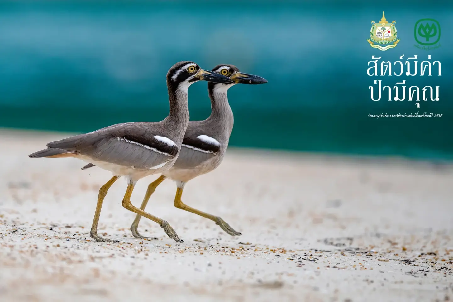 ‘Cherished Wildlife and Forests’ shows ‘pairs’ of Thai wildlife