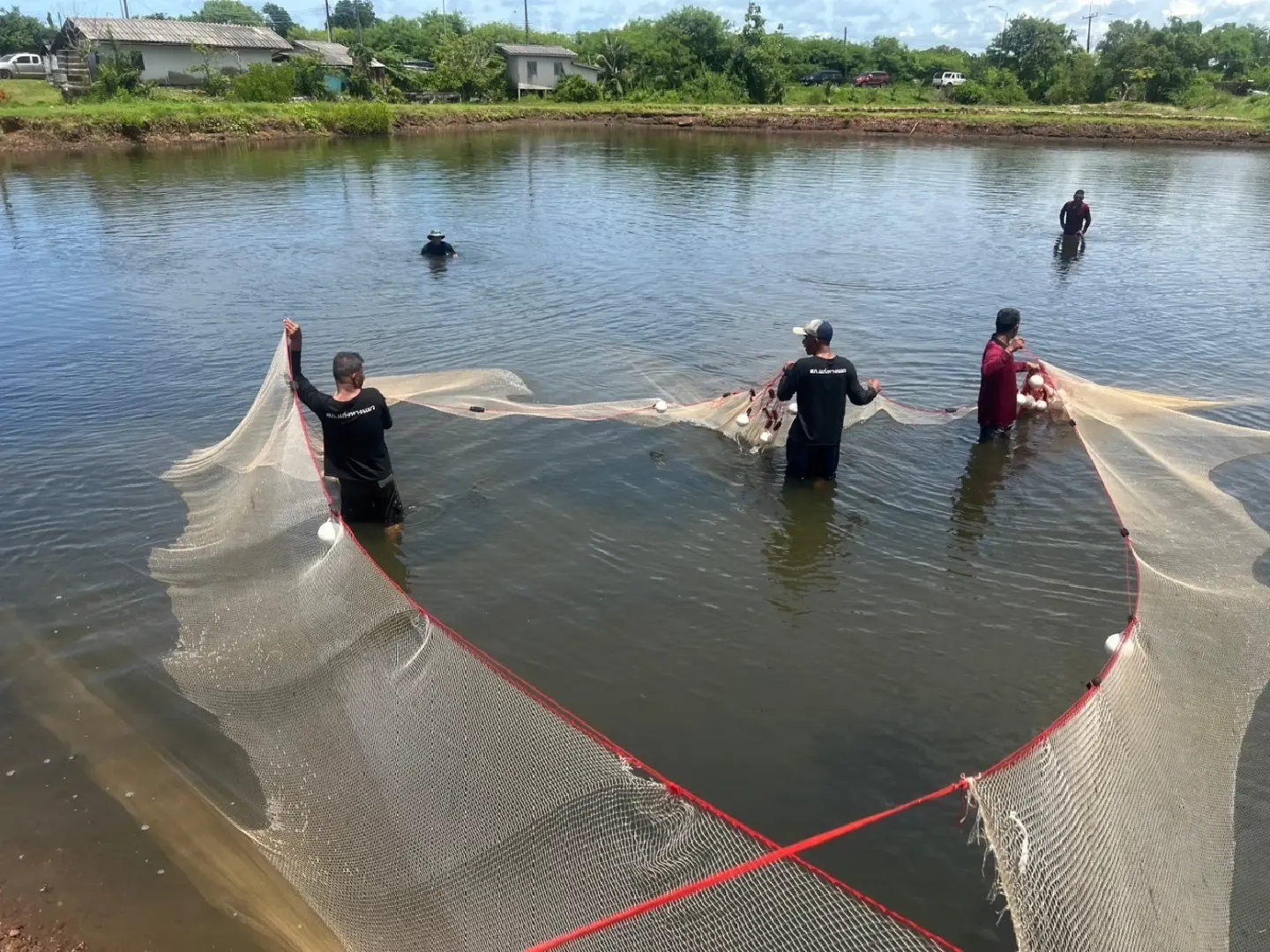 Chanthaburi, Fisheries Dept, CPF team up to hunt black chin tilapia in Kung Krabaen