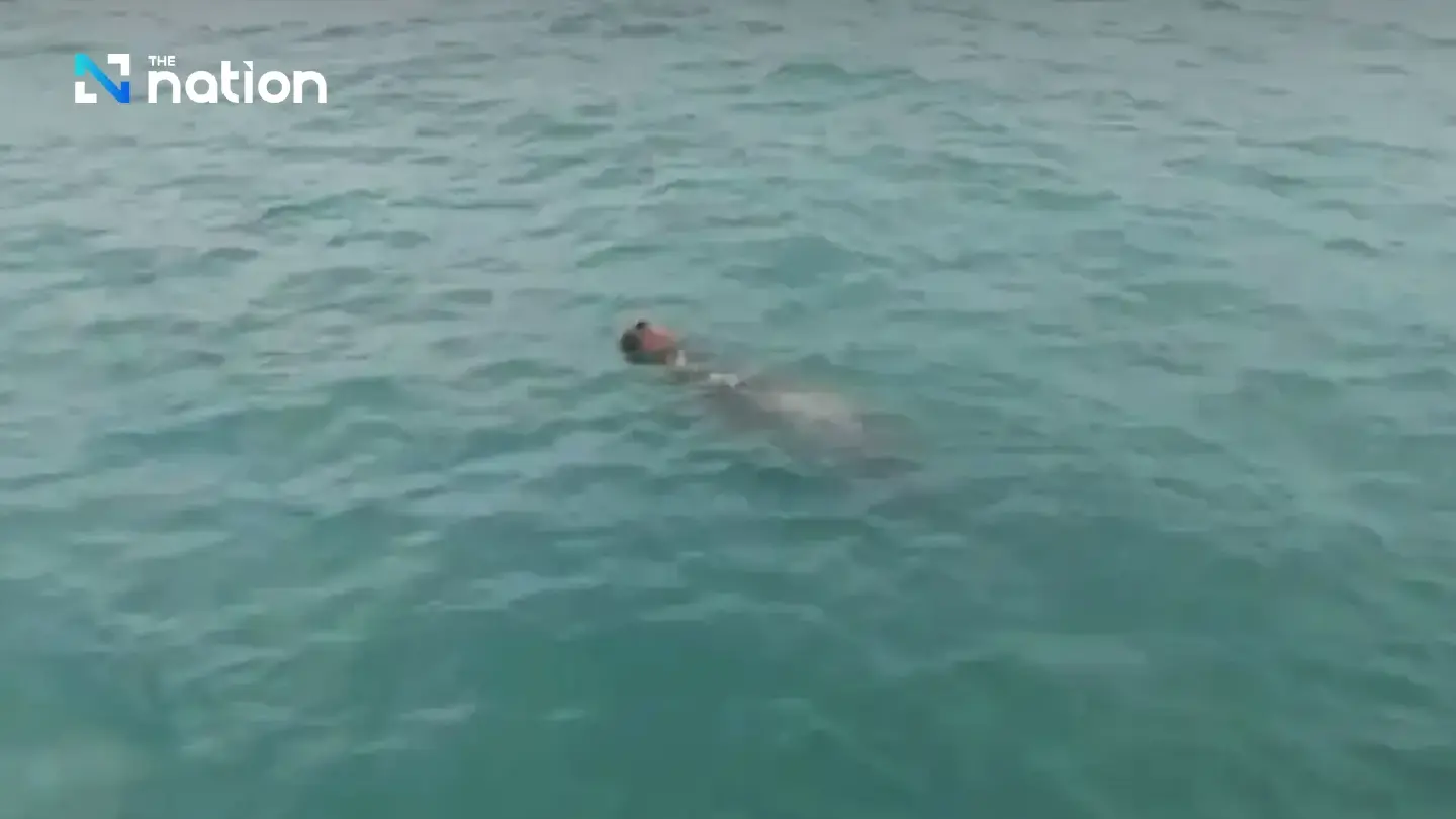 Sighting of lone dugong in Phuket sparks concern Sighting of lone dugong in Phuket sparks concern
