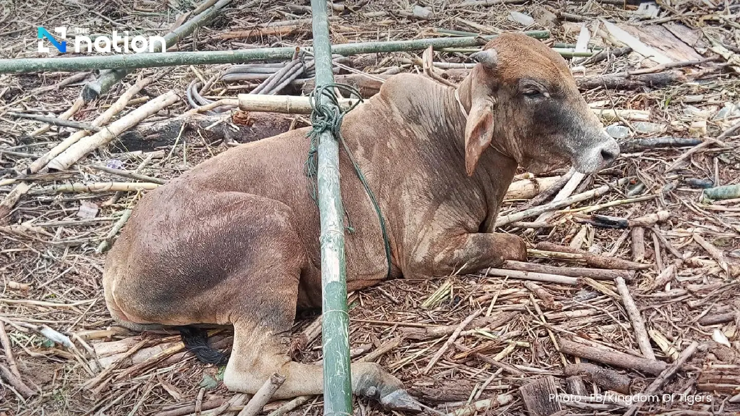 People urged to take care of animals swept away in severe northern floods People urged to take care of animals swept away in severe northern floods
