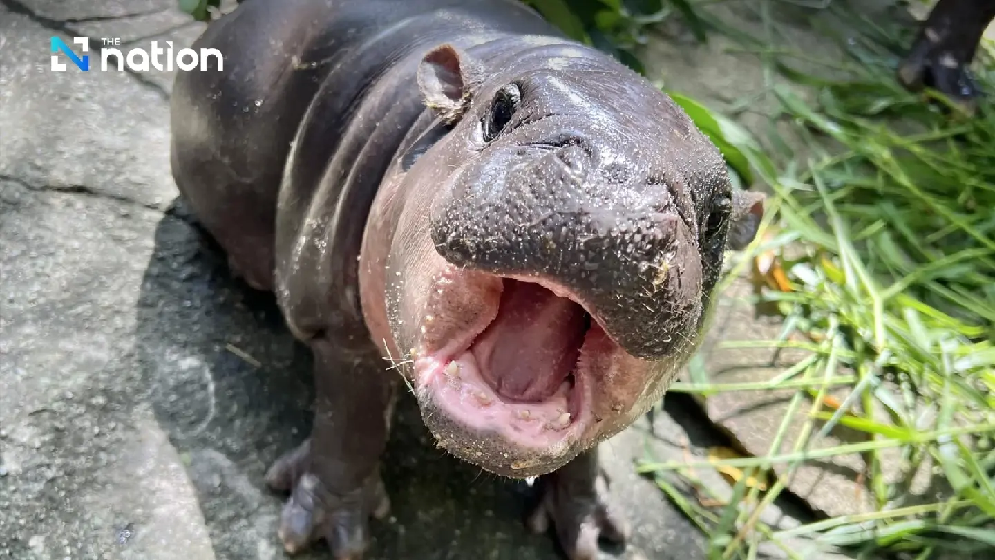 Moo Deng the baby hippo taking the world by storm