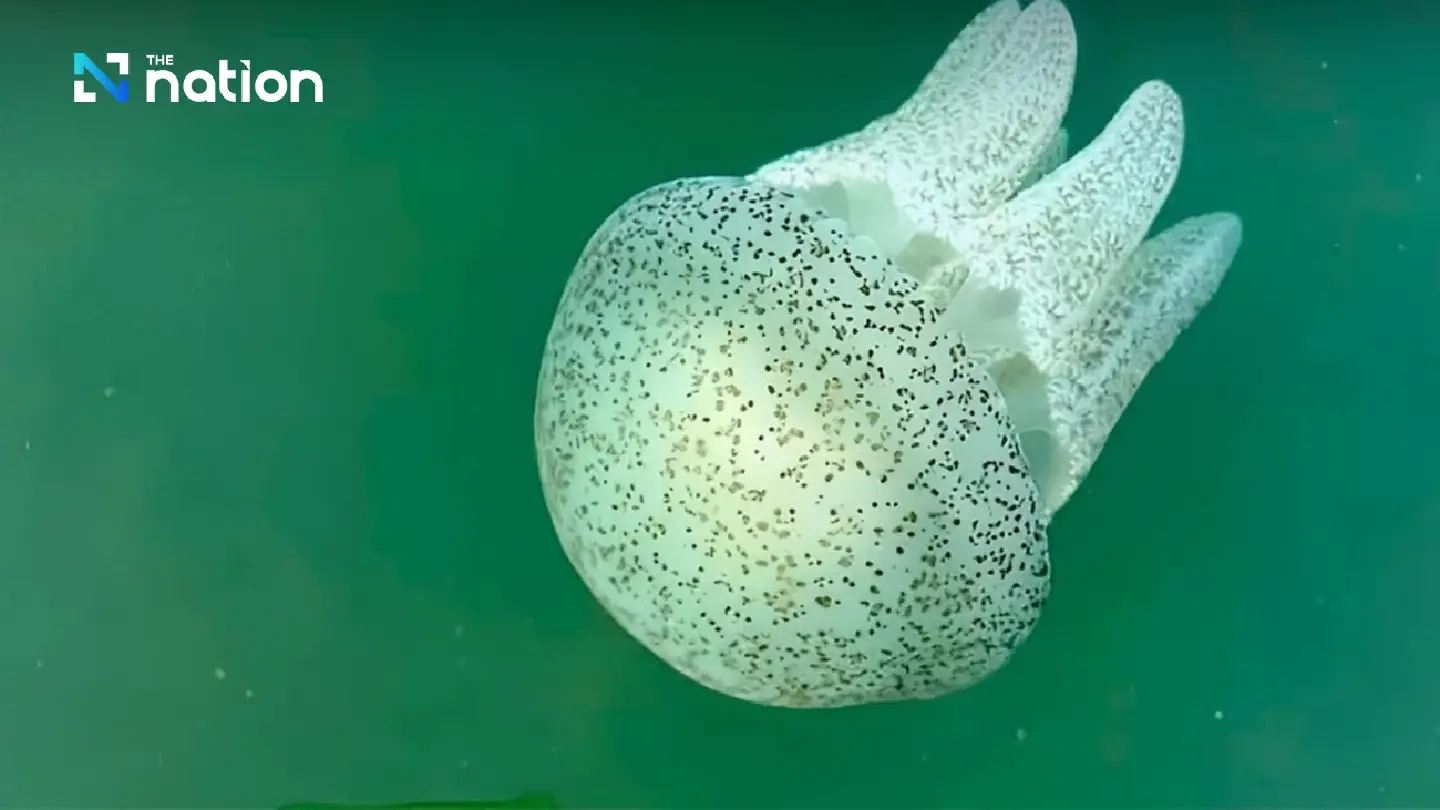 Pattaya Beach invaded by moon jellyfish Pattaya Beach invaded by moon jellyfish