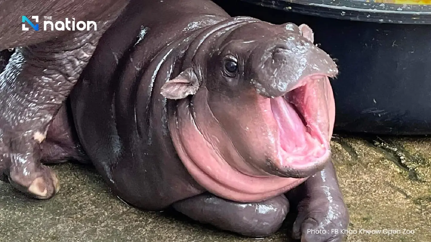 Social media power: How pygmy hippo Moo Deng became a global sensation Social media power: How pygmy hippo Moo Deng became a global sensation