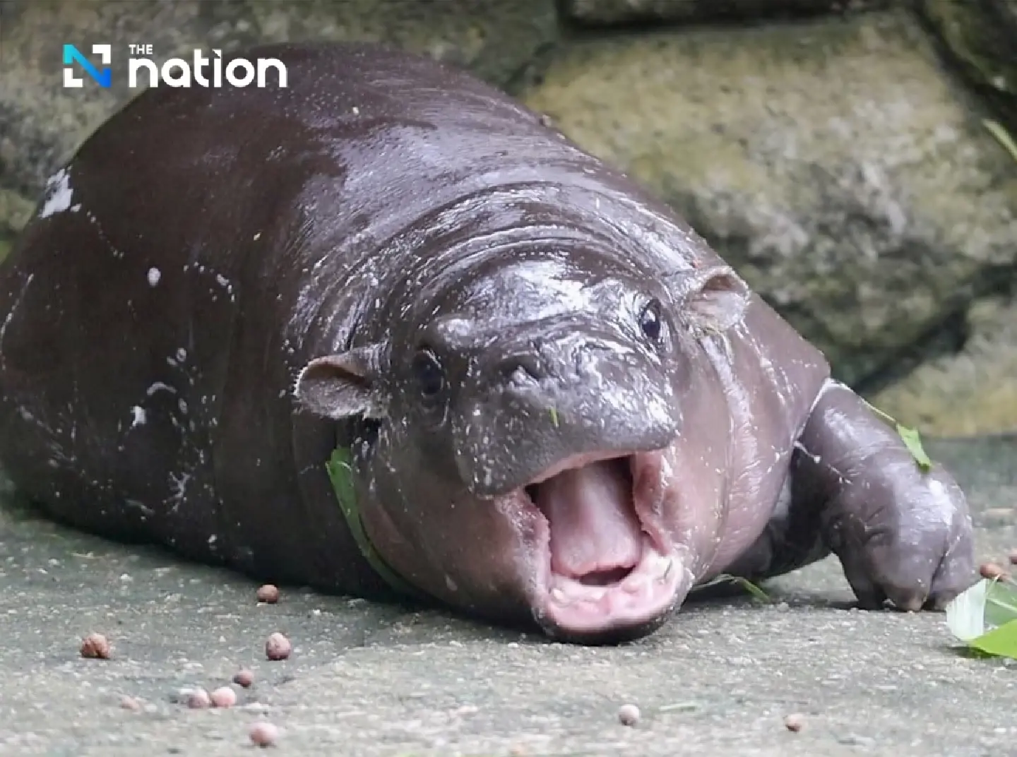 Zoo chief vows action against visitors harassing popular baby hippo Zoo chief vows action against visitors harassing popular baby hippo