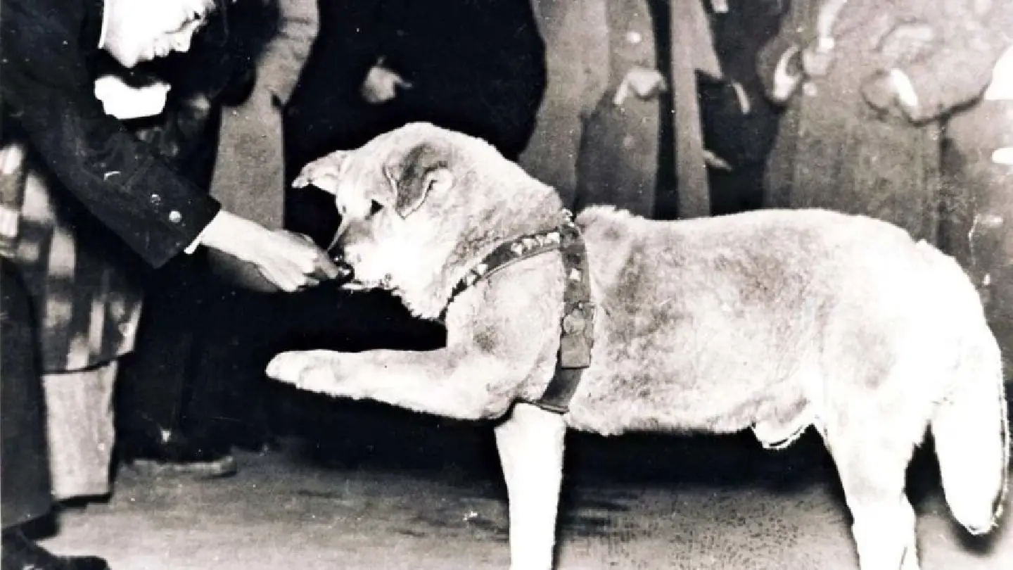 Photo of Shibuya’s iconic dog Hachiko found Photo of Shibuya’s iconic dog Hachiko found