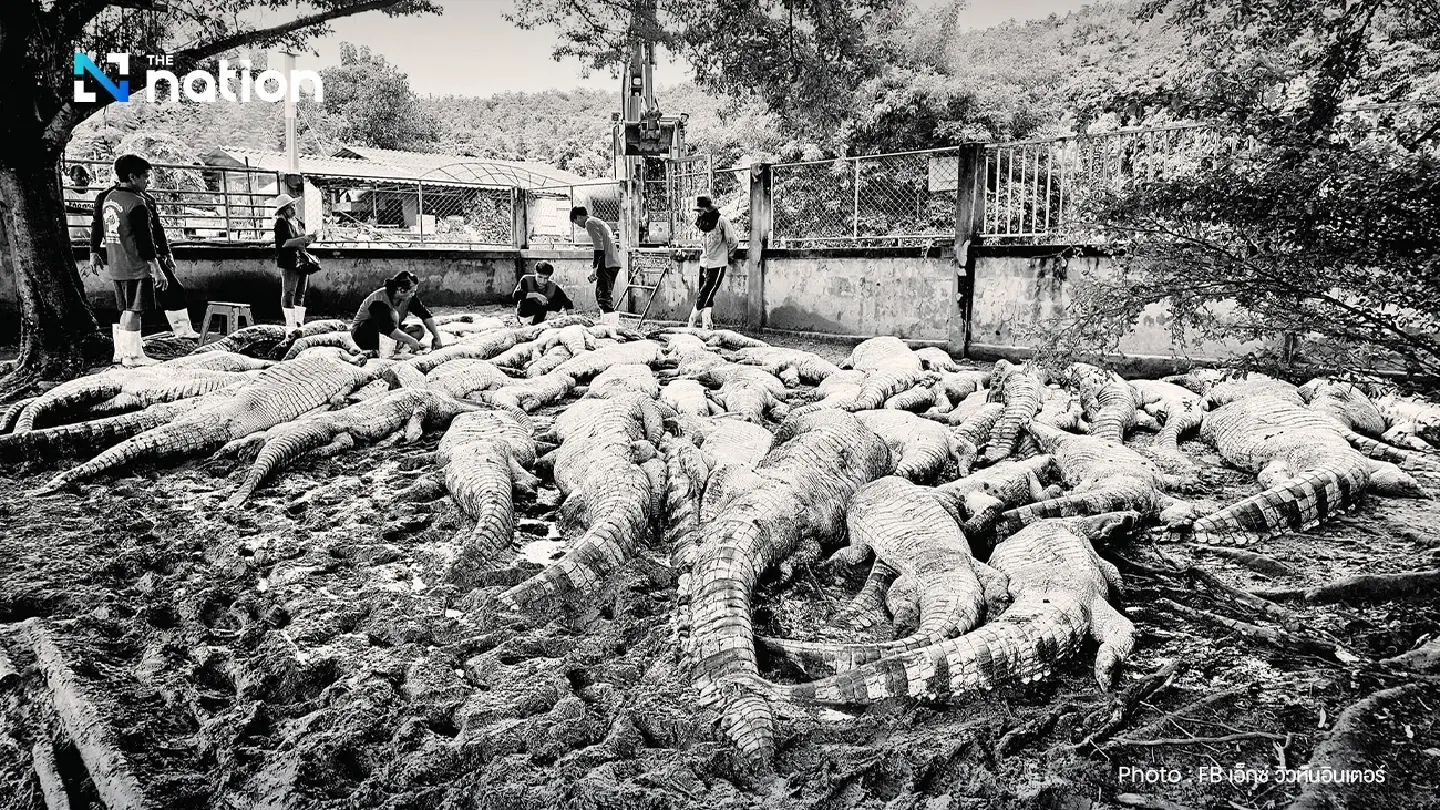 Crocodile farm owner reveals ‘devastating decision’ to cull breeding stock Crocodile farm owner reveals ‘devastating decision’ to cull breeding stock