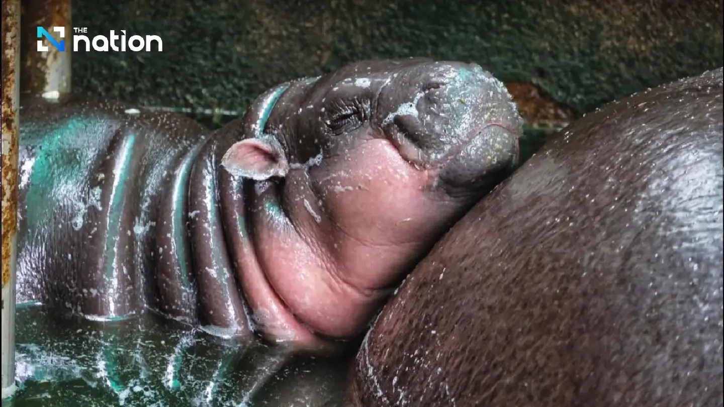 Famous pygmy hippo inspires ‘Moo Deng Makeup’ craze Famous pygmy hippo inspires ‘Moo Deng Makeup’ craze