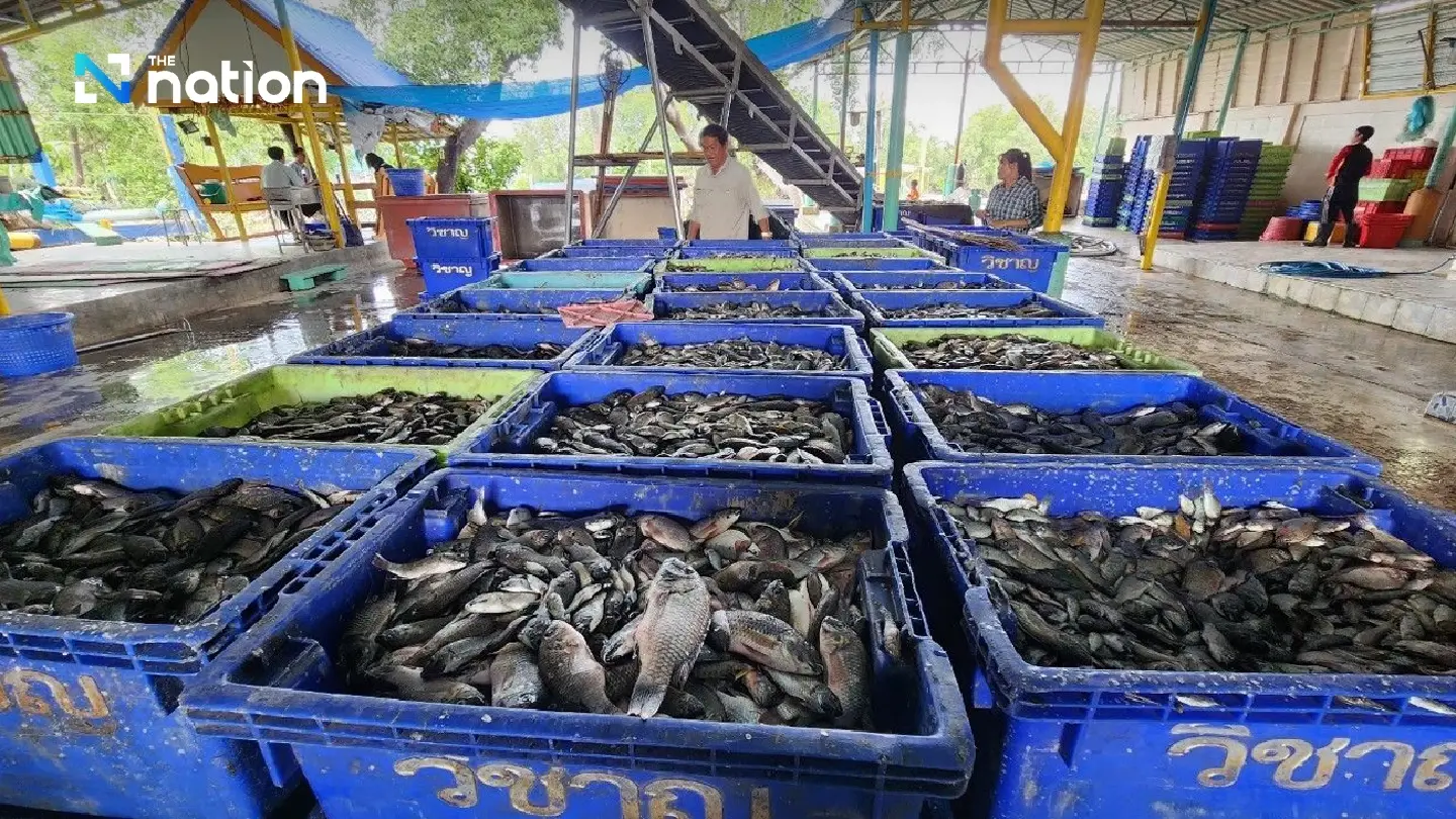 Samut Sakhon declares reduction of blackchin tilapia infestation Samut Sakhon declares reduction of blackchin tilapia infestation