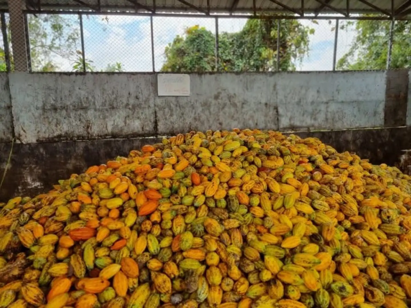 Chula's Innovation Center: A sustainable solution to Thailand's cocoa crisis