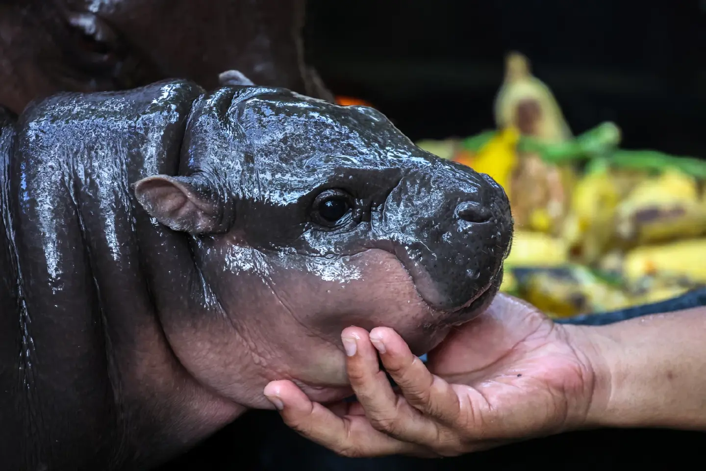 Thailand’s pygmy hippo Moo Deng has a meme-worthy, adorable face Thailand’s pygmy hippo Moo Deng has a meme-worthy, adorable face