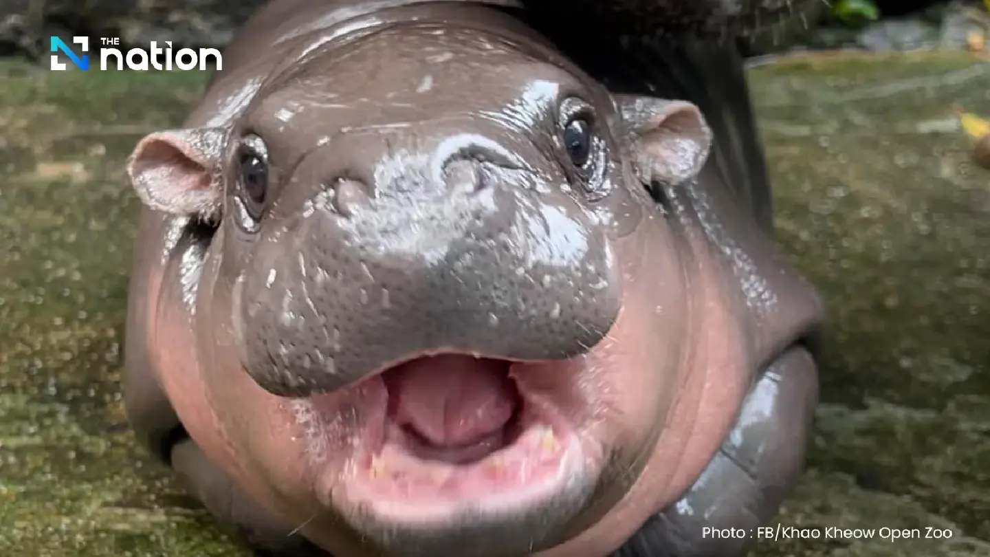 Baby hippo Moo Deng draws record crowds to Khao Kheow Zoo