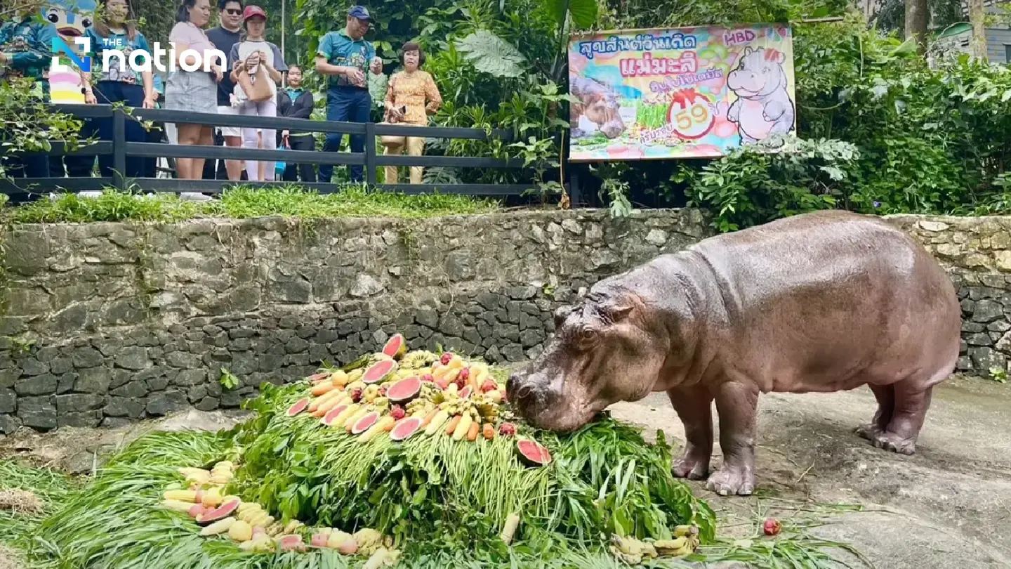 Mae Mali, longest-lived female hippopotamus in Thailand, turns 59
