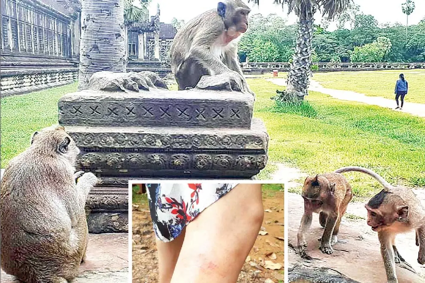 Concerns raised over relocation of “aggressive” Angkor Wat monkeys Concerns raised over relocation of “aggressive” Angkor Wat monkeys