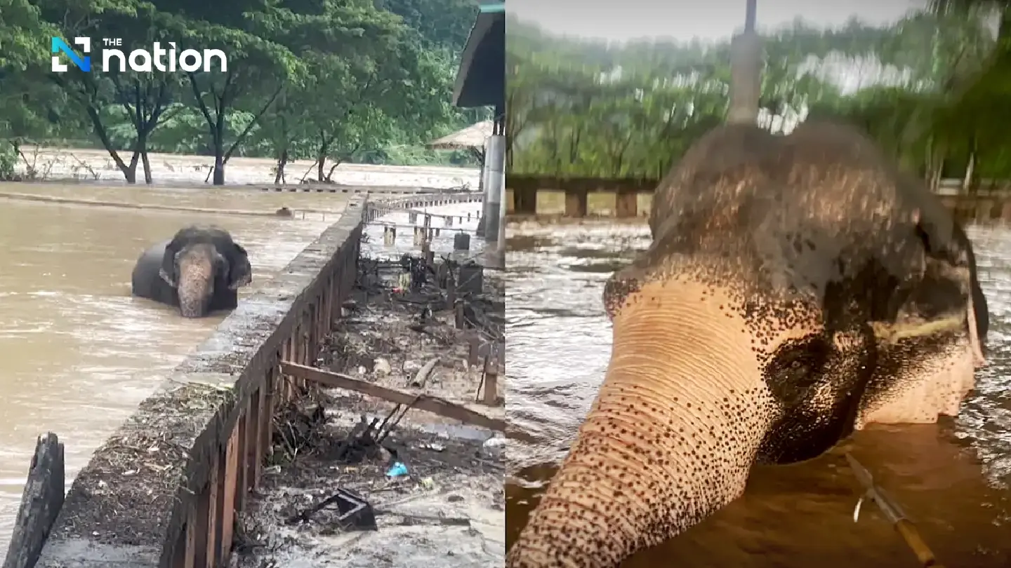 Rush to rescue 7 elephants stranded in flooded pens in Chiang Mai
