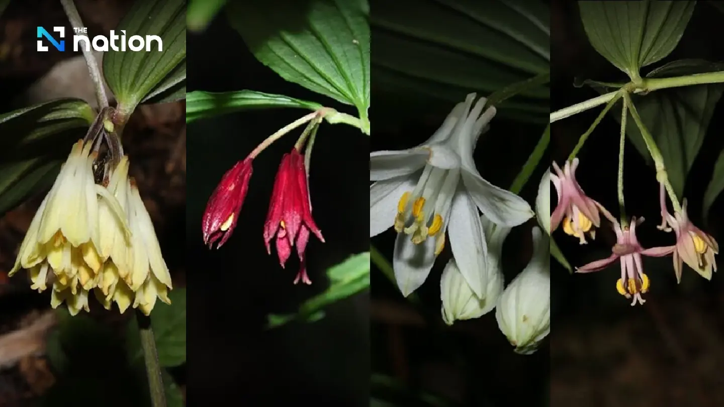 Four new plant species discovered in Thailand’s north Four new plant species discovered in Thailand’s north