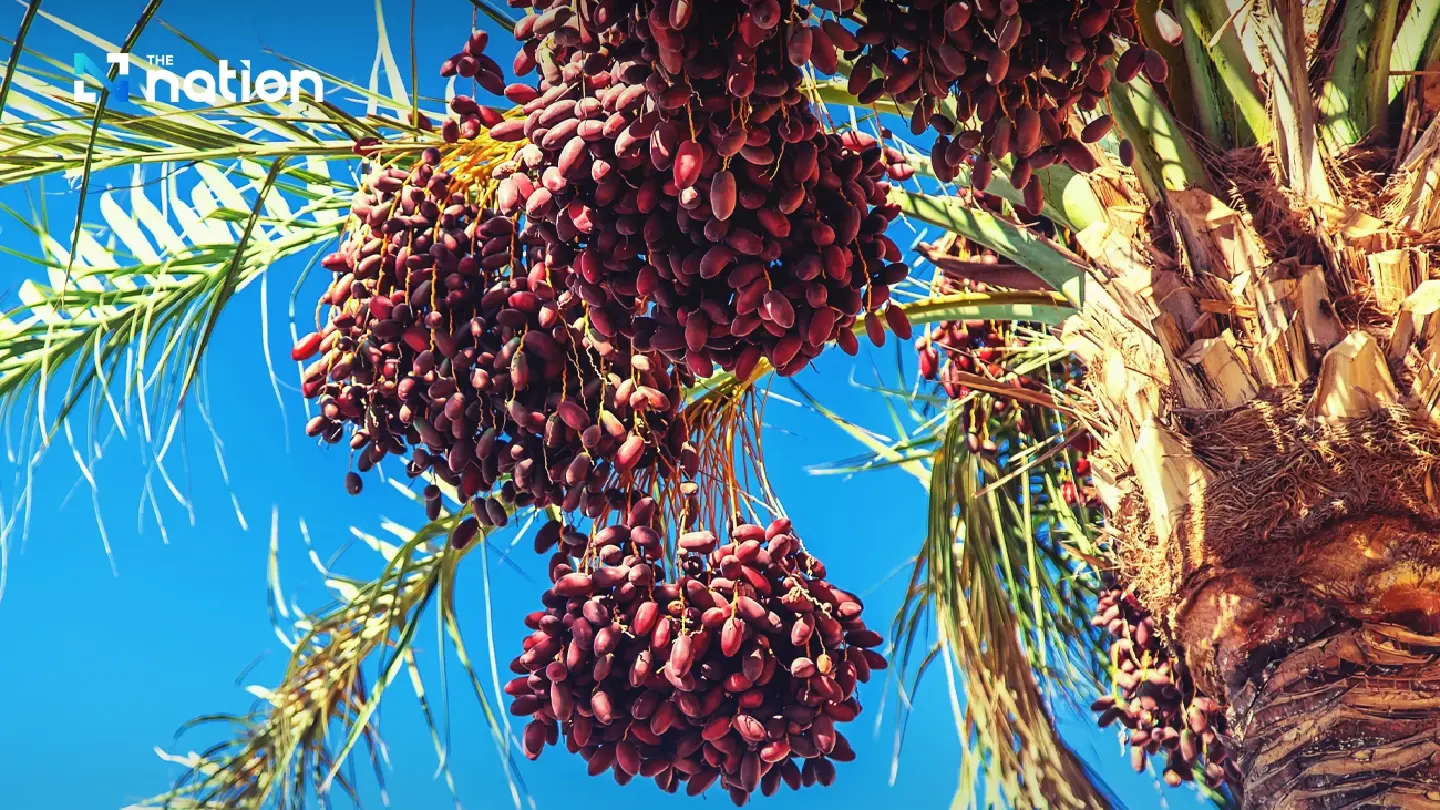 Thailand bans export of raw palm oil as production takes a hit
