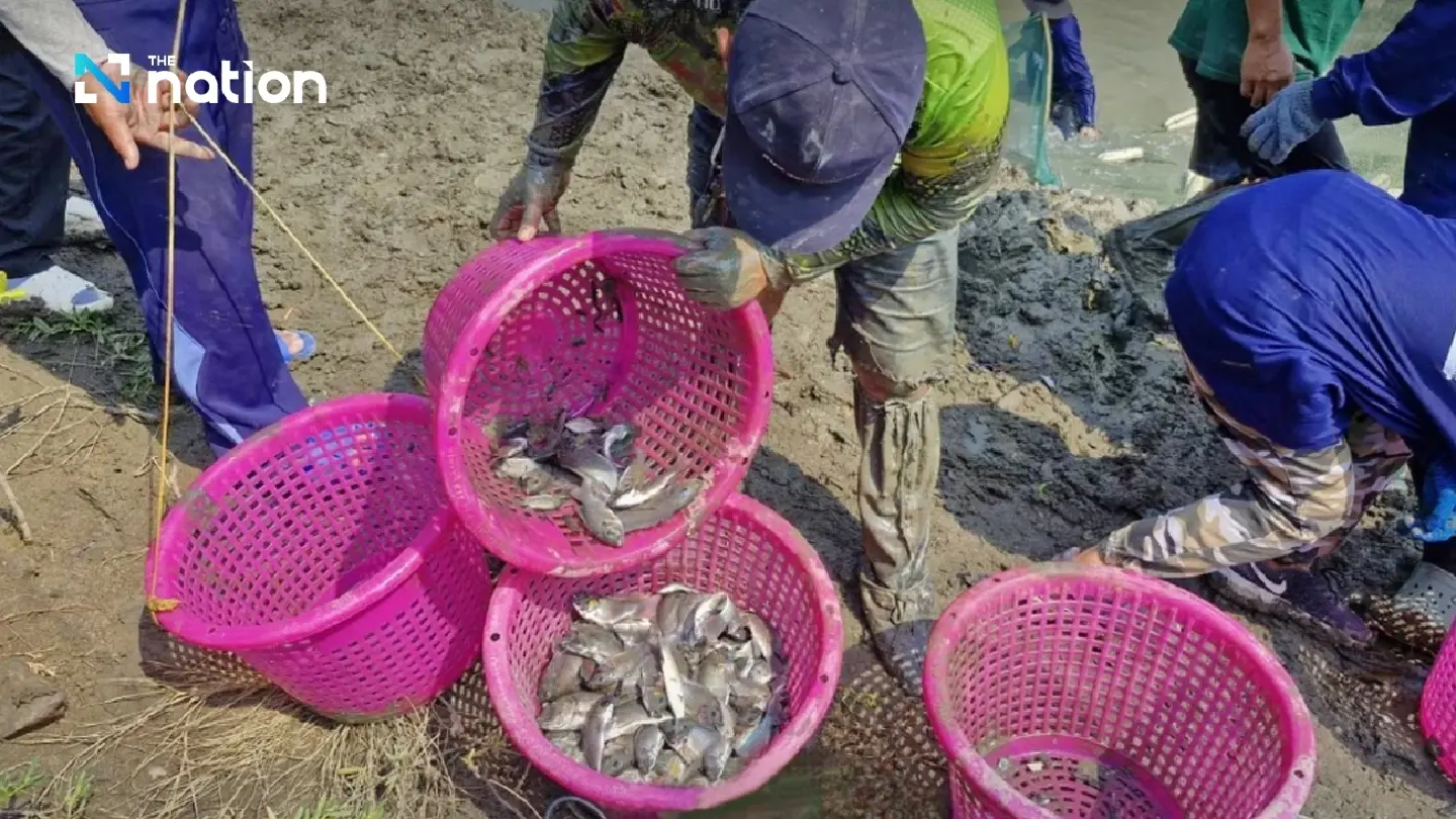 Samut Sakhon fishmeal factory meets blackchin tilapia target