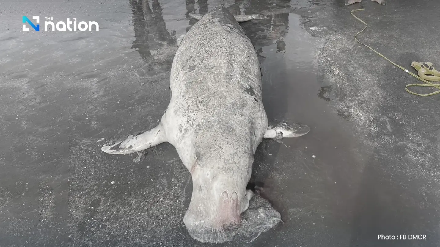 Dugong deaths rise in Thailand, as seagrass sources dwindle Dugong deaths rise in Thailand, as seagrass sources dwindle