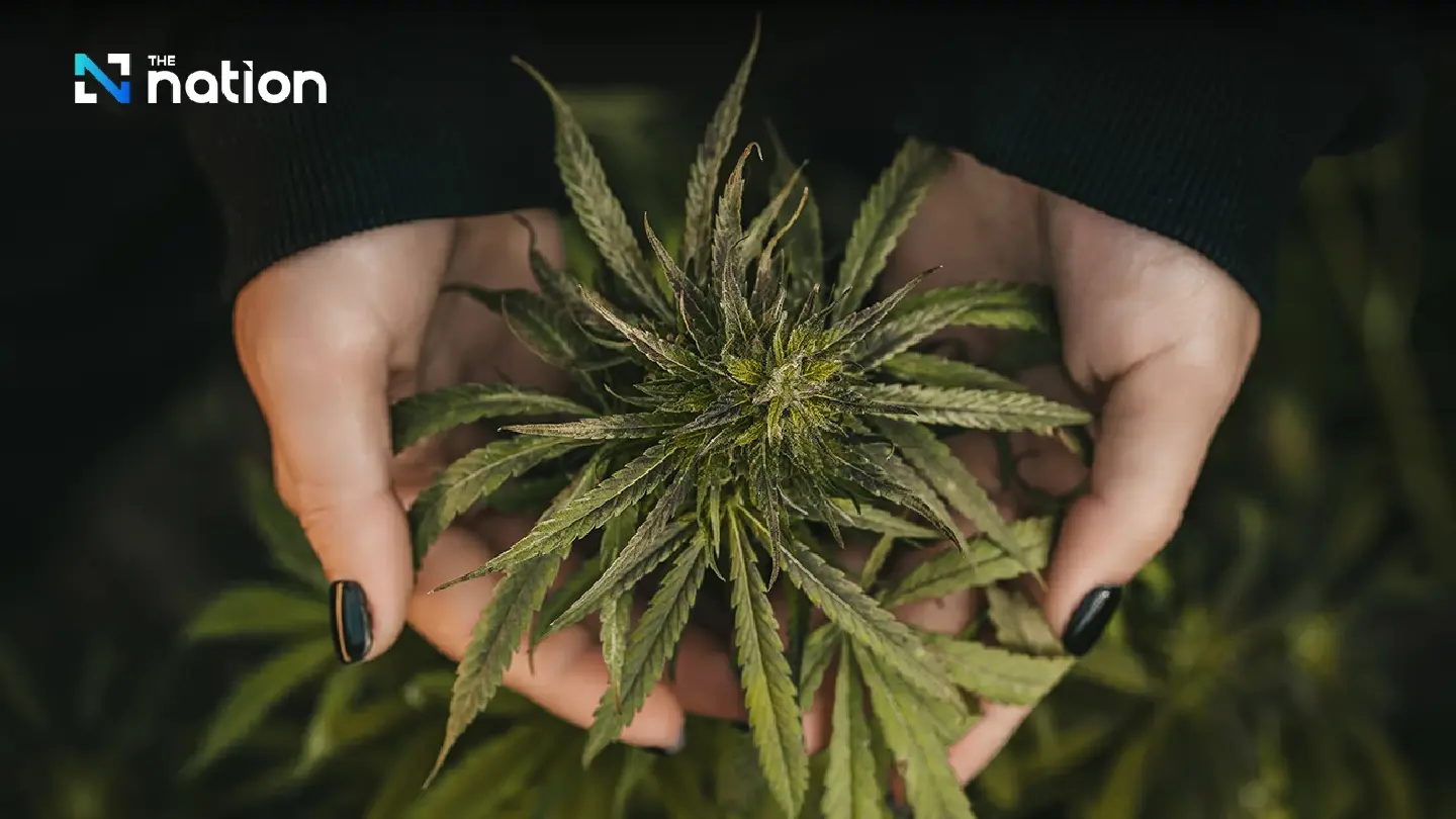 Draft regulations on cannabis, hemp products get Cabinet nod