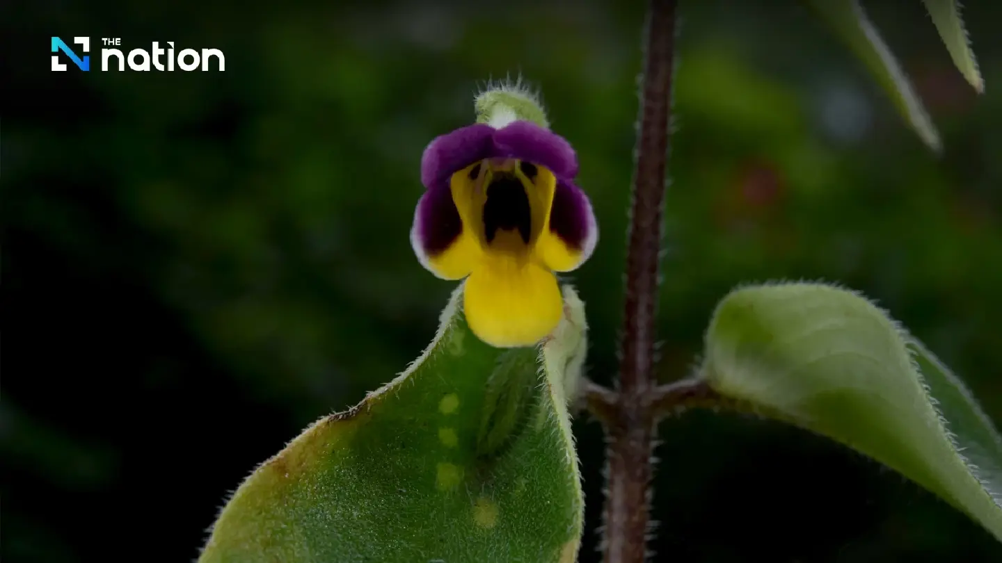 Monkey-faced flower among 4 new plant species discovered in Thailand Monkey-faced flower among 4 new plant species discovered in Thailand
