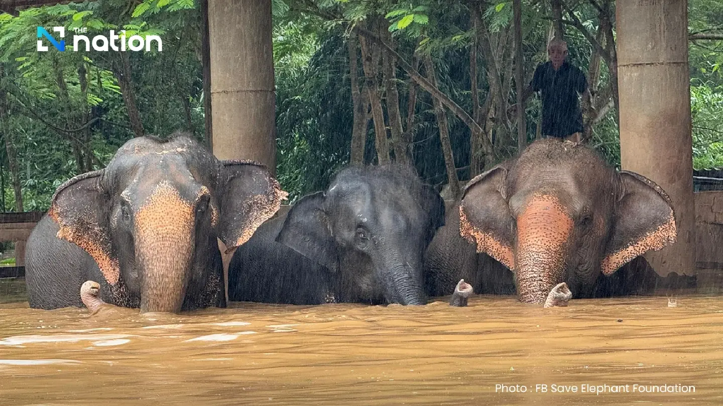 Floods swamp Chiang Mai elephant park, staff scramble to save animals Floods swamp Chiang Mai elephant park, staff scramble to save animals
