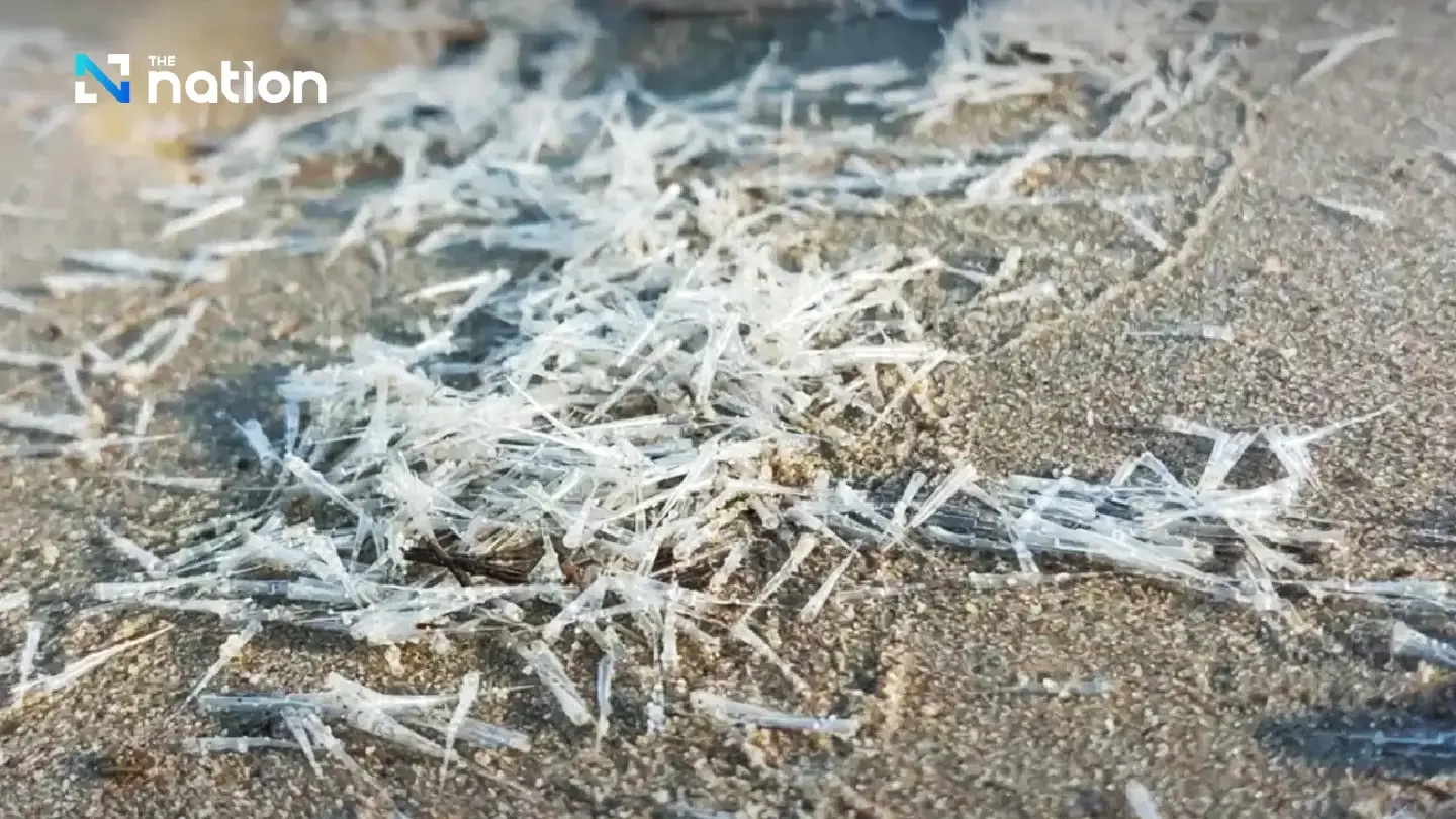 Mysterious translucent, needle-like creatures invade Pranburi Beach