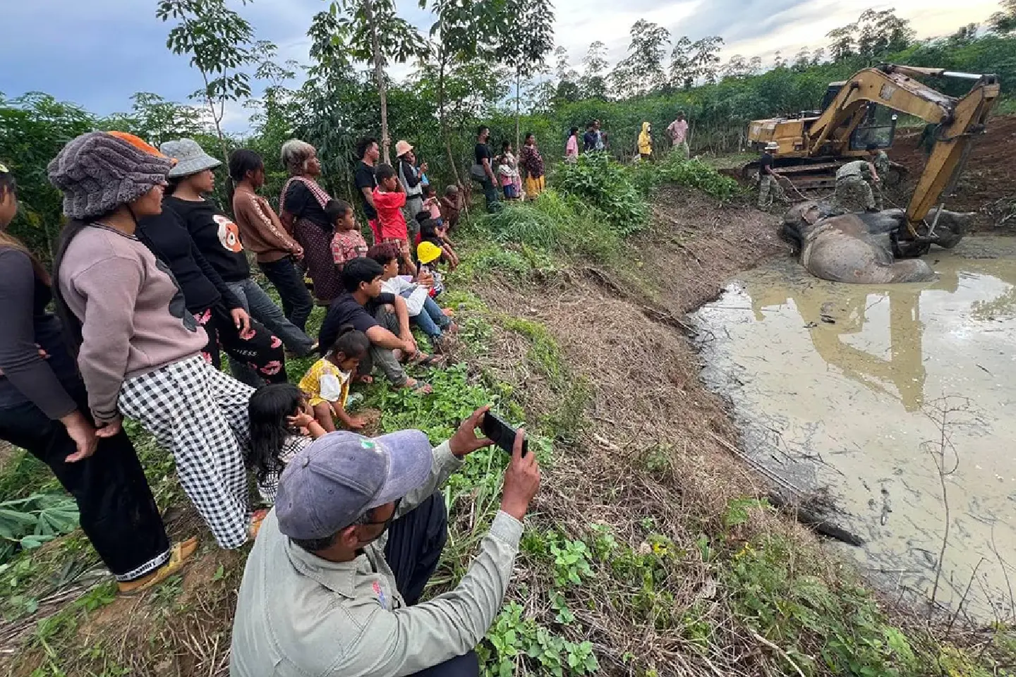 Elephant found dead in bomb crater in Cambodia