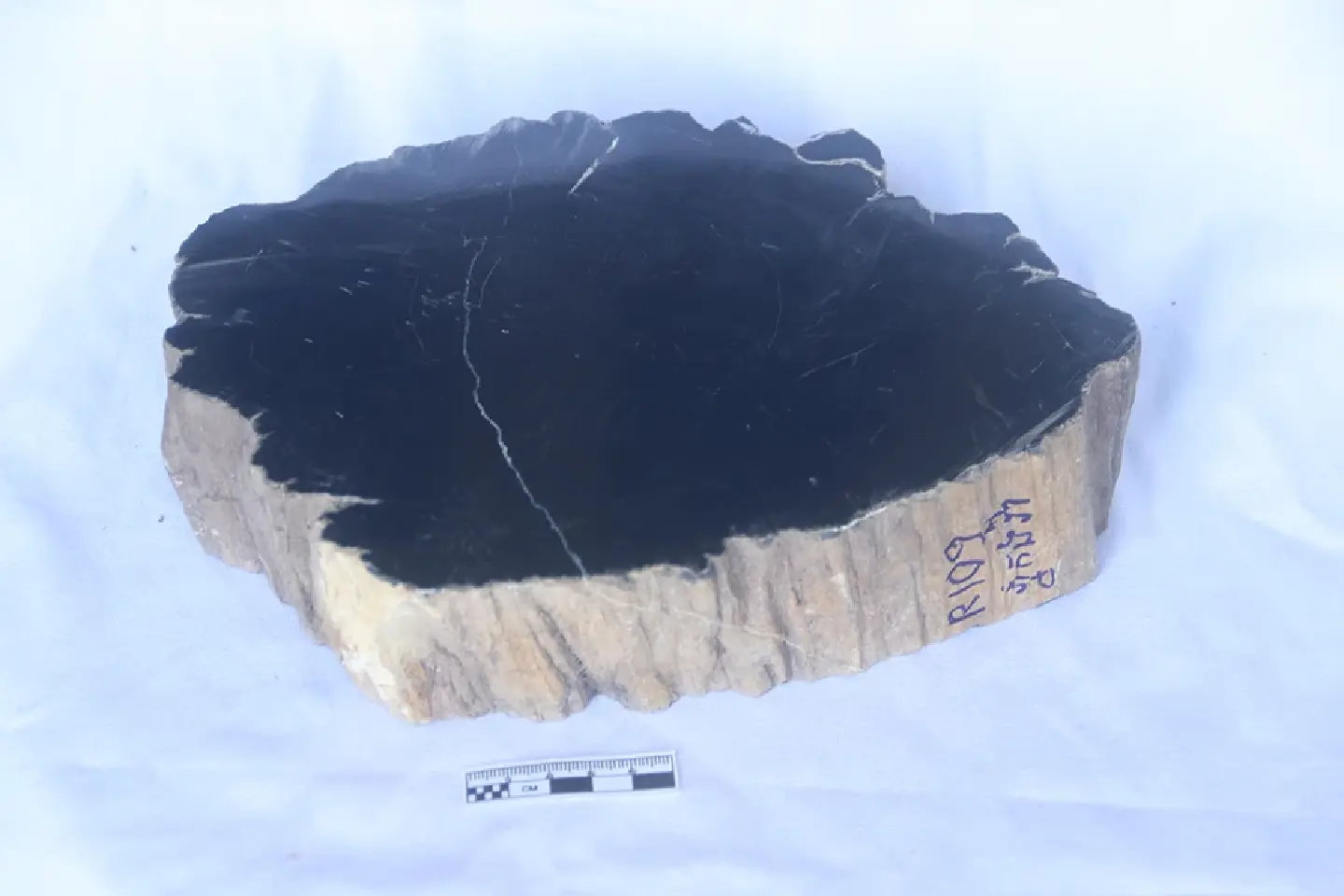 Ancient timber: 250 million year old fossil unearthed in Banteay Meanchey