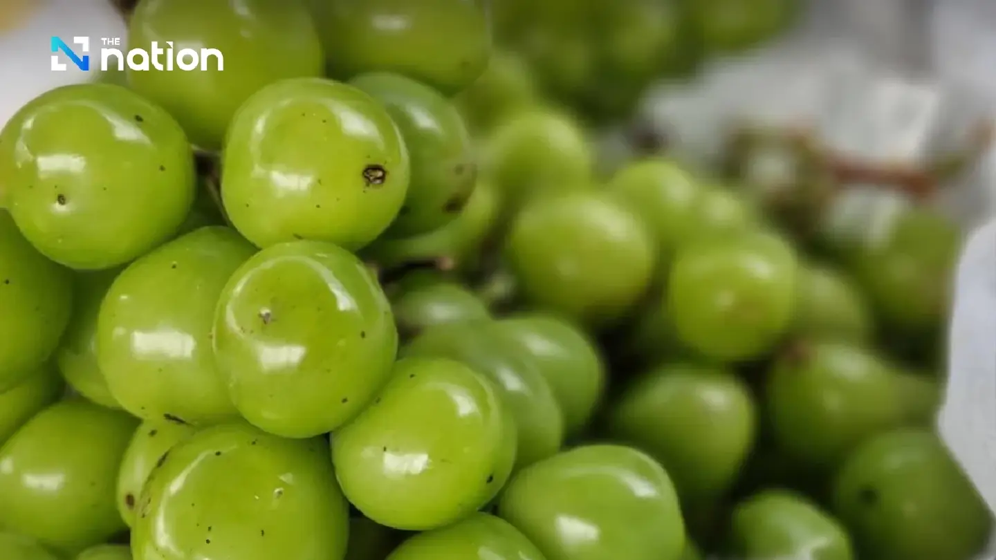 Satun merchants call out inspection agencies over Shine Muscat grapes Satun merchants call out inspection agencies over Shine Muscat grapes