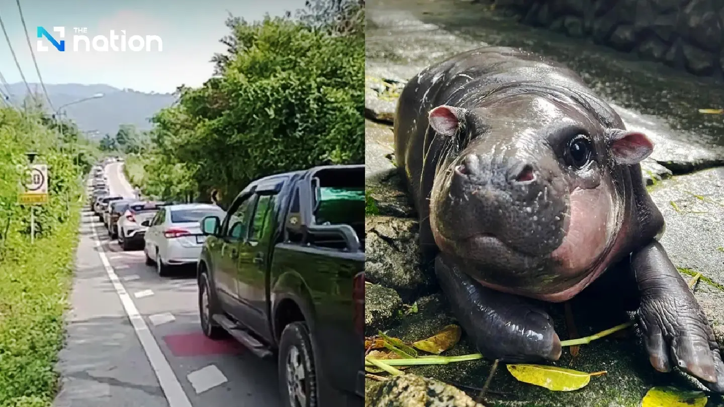 Baby pygmy hippo Moo Deng causes traffic chaos at Khao Kheow Open Zoo