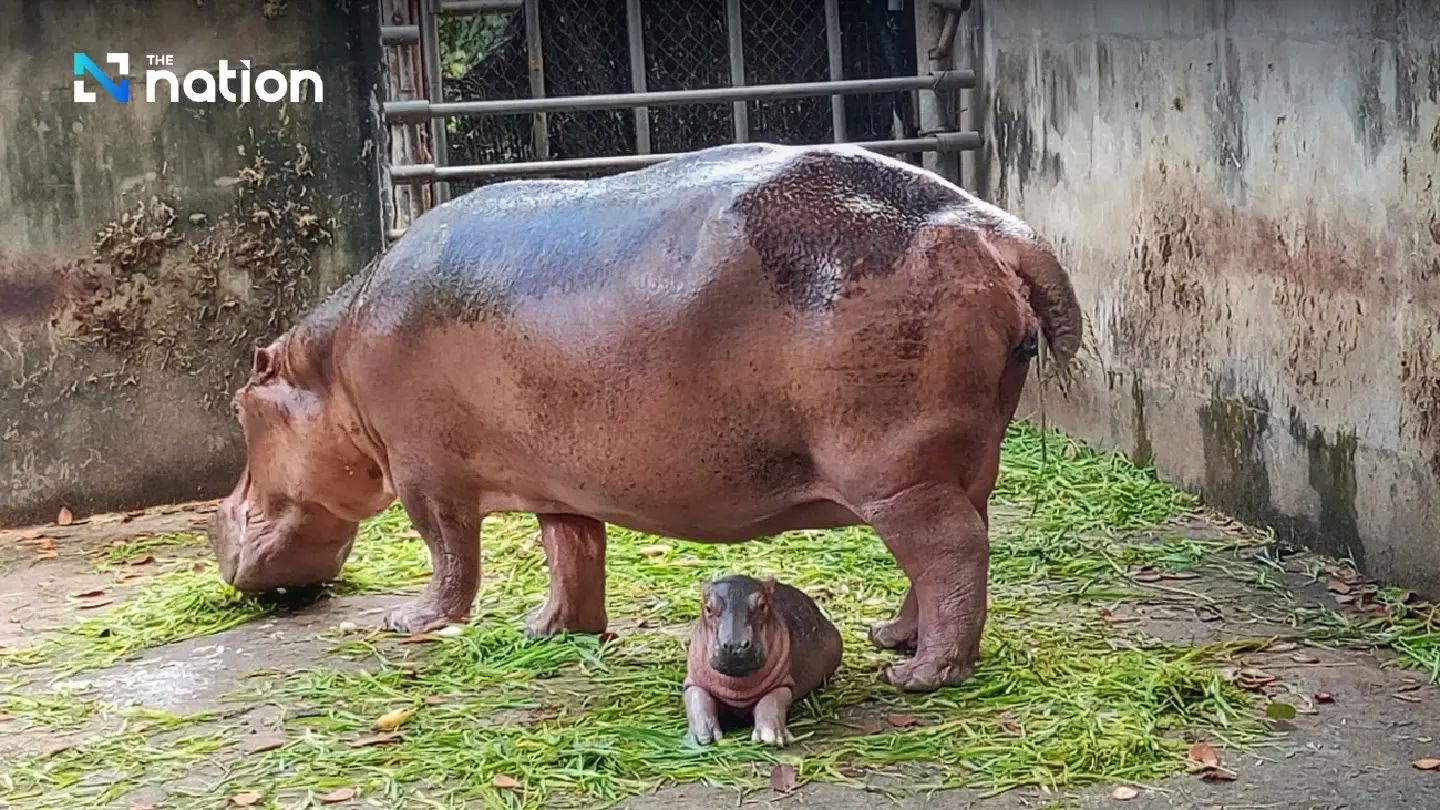 New baby hippo in Si Sa Ket adds to the joy sparked by Moo Deng New baby hippo in Si Sa Ket adds to the joy sparked by Moo Deng