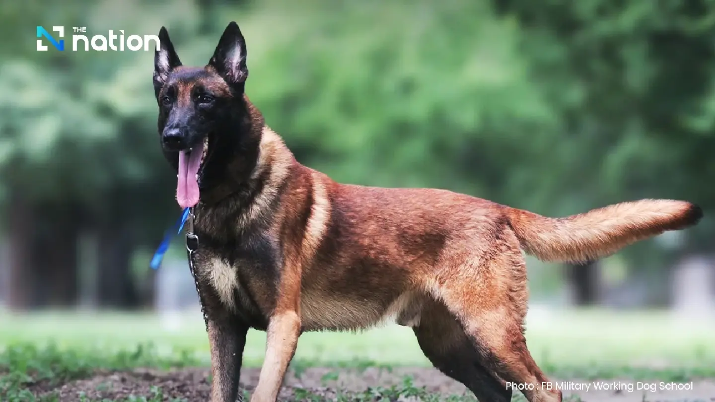 64 military dogs up for auction next month in Pak Chong, Korat 64 military dogs up for auction next month in Pak Chong, Korat
