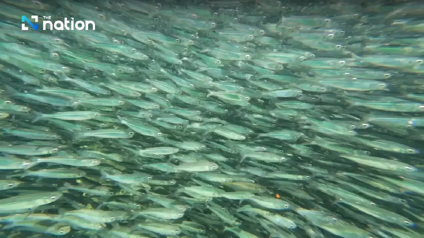 The stunning experiences of a tour guide who went diving around Ko Lao Liang