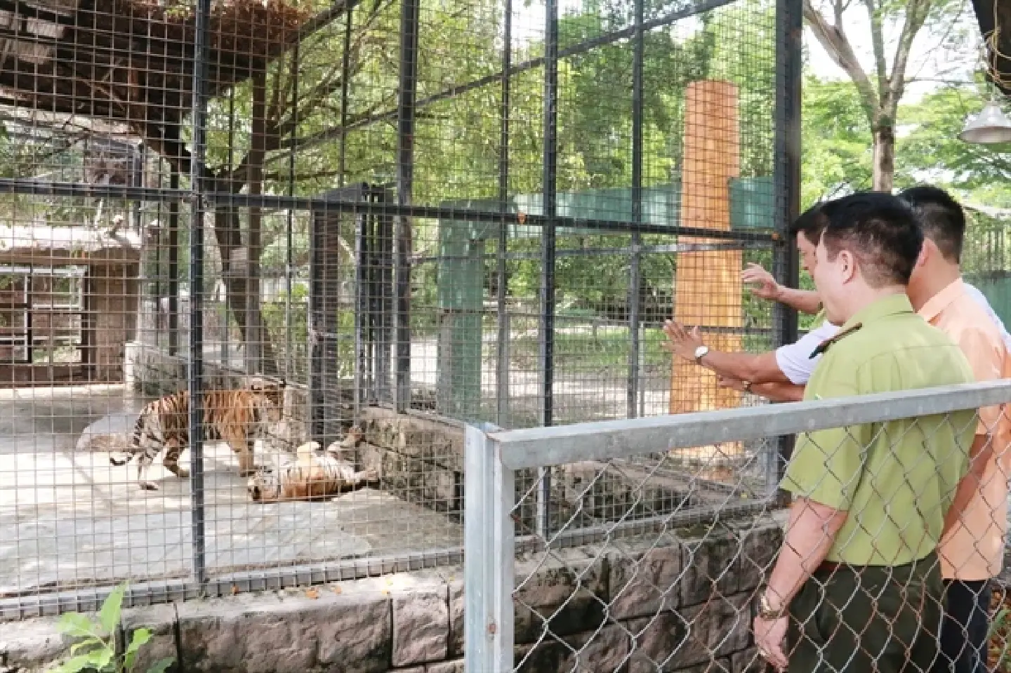 Investigated: 20 tiger and black panther deaths at Vietnam park, virus feared Investigated: 20 tiger and black panther deaths at Vietnam park, virus feared
