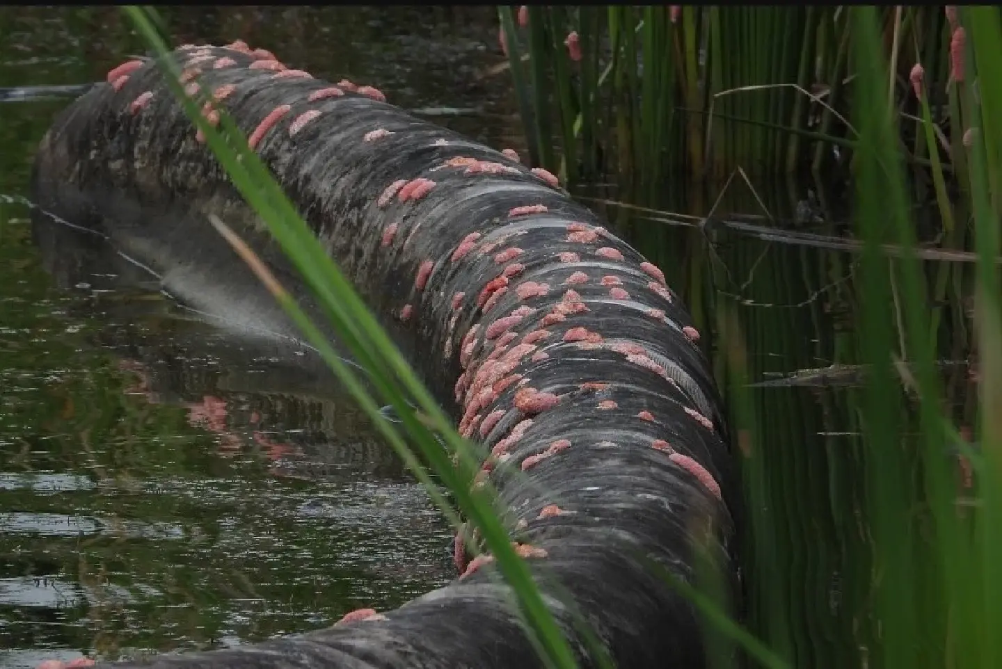 'Parasite mentaiko': Invasive snail eggs found in Singapore's Seletar Reservoir