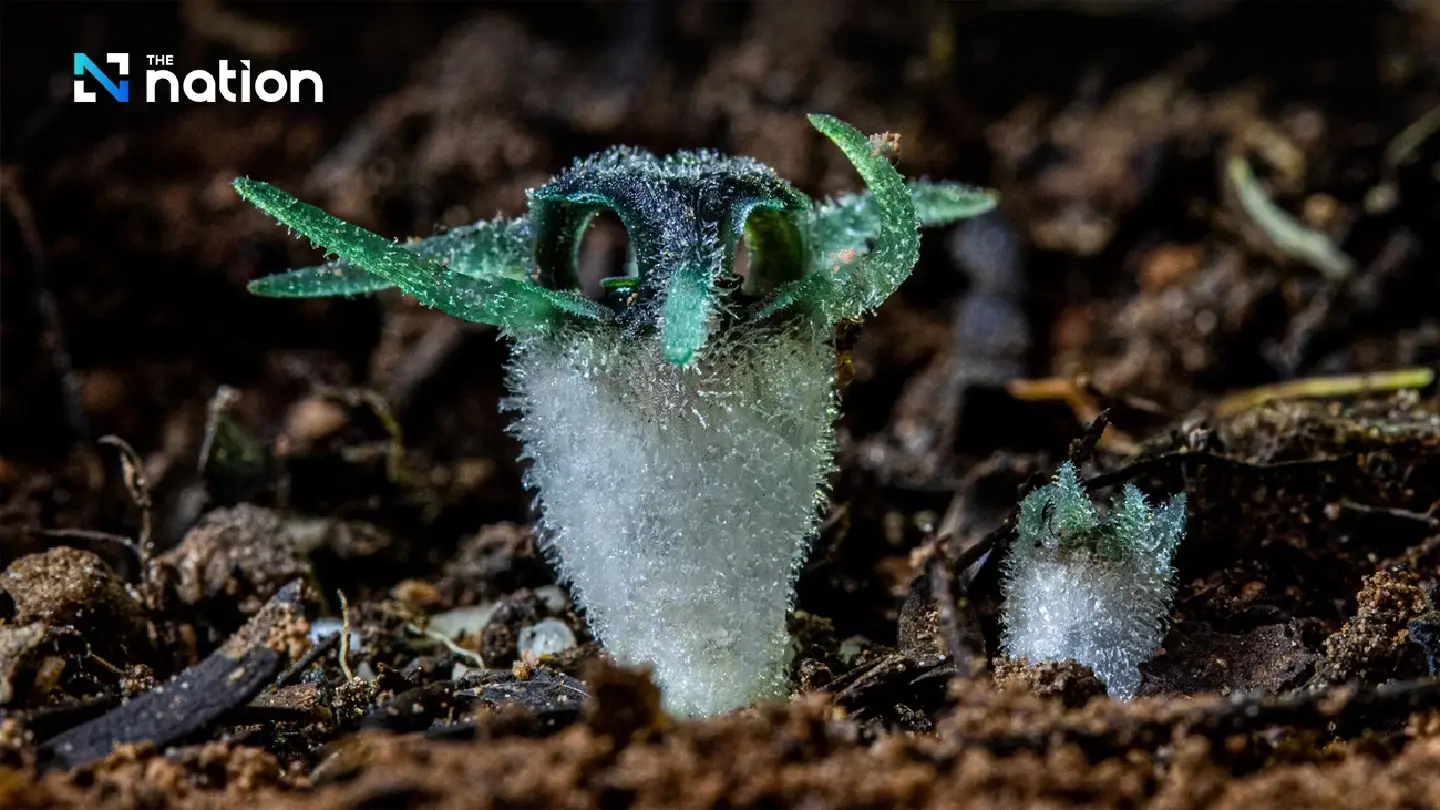 ‘Owl’s Eye’: Thailand’s oddest flower set for rare appearance