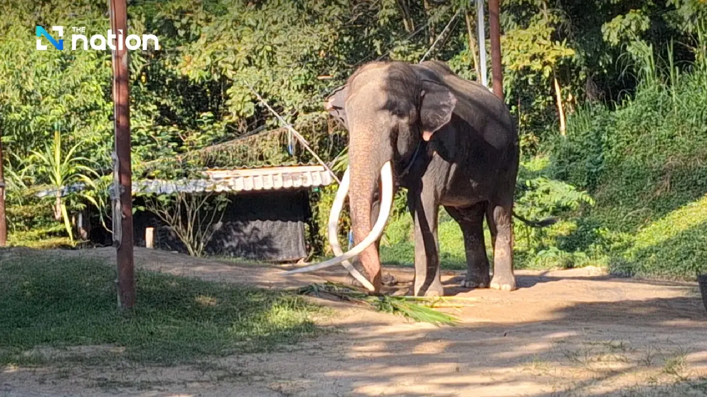 Vets consider trimming tusks of Plai Sak Surin to improve mobility