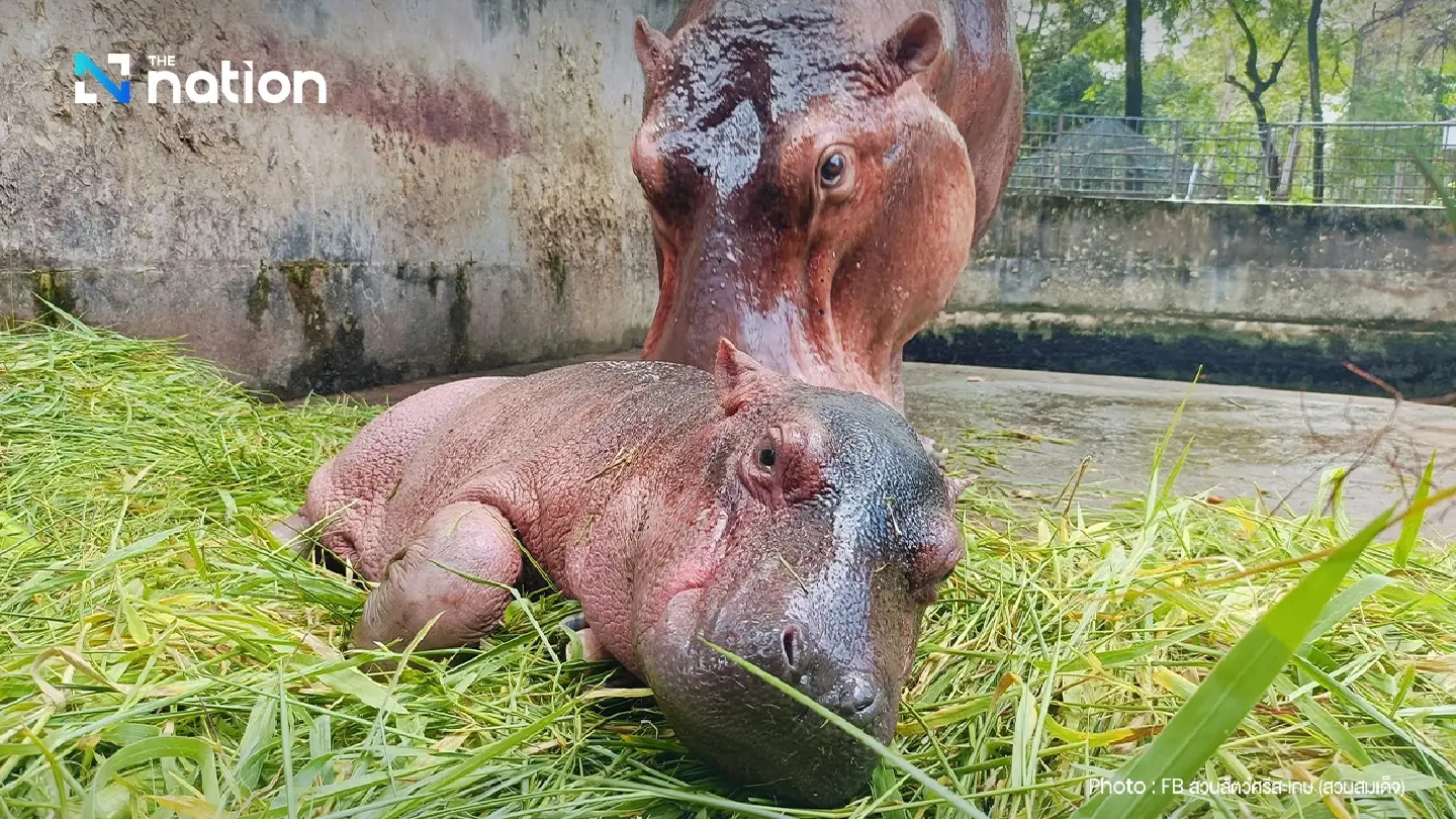 And the official name of the newborn hippo in Si Sa Ket is…