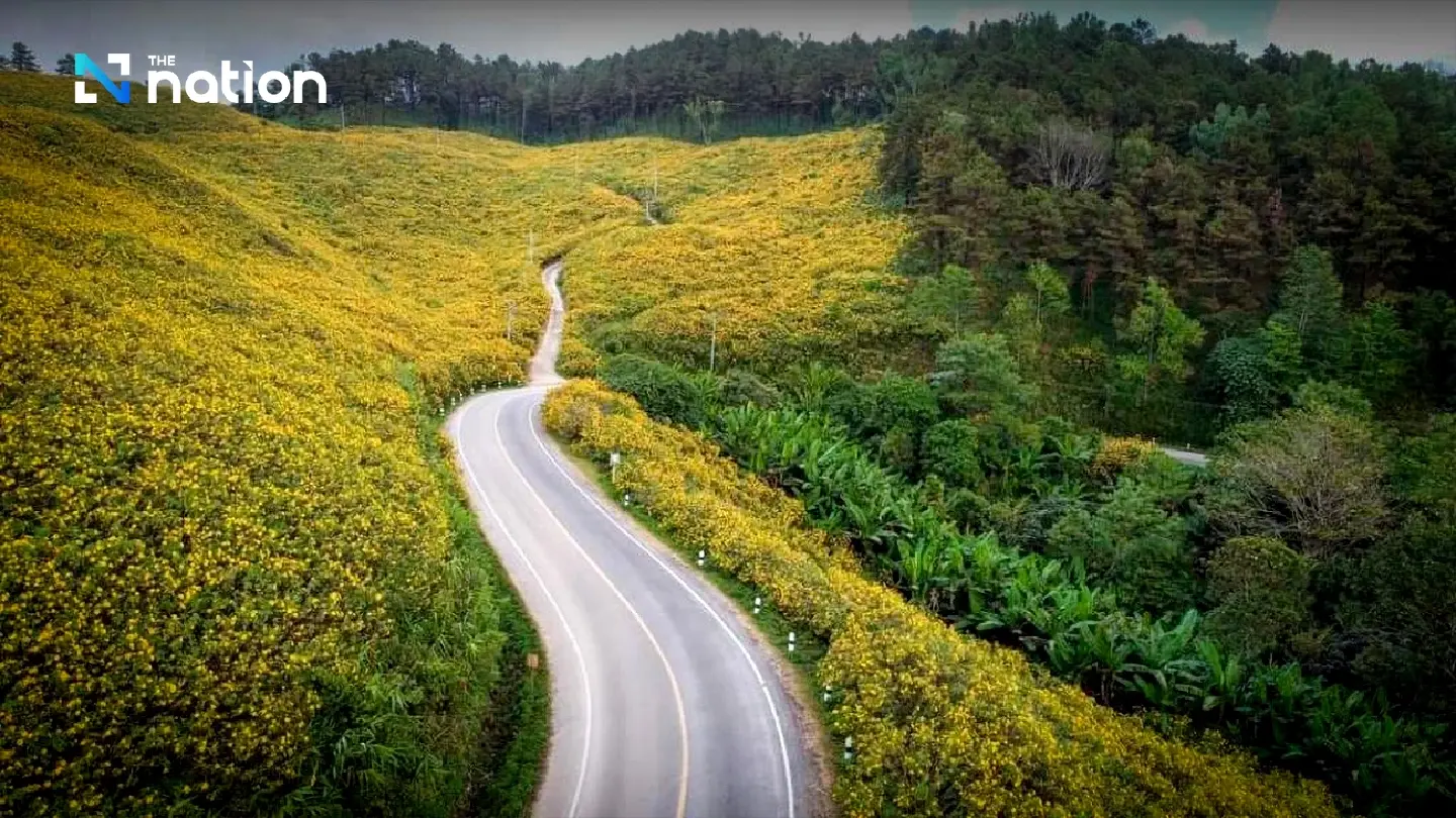 Fields of gold: Bua tong blooms in Mae Hong Son