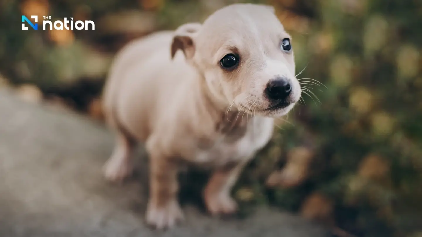 Bangkok to crack down on irresponsible pet owners with new ordinance