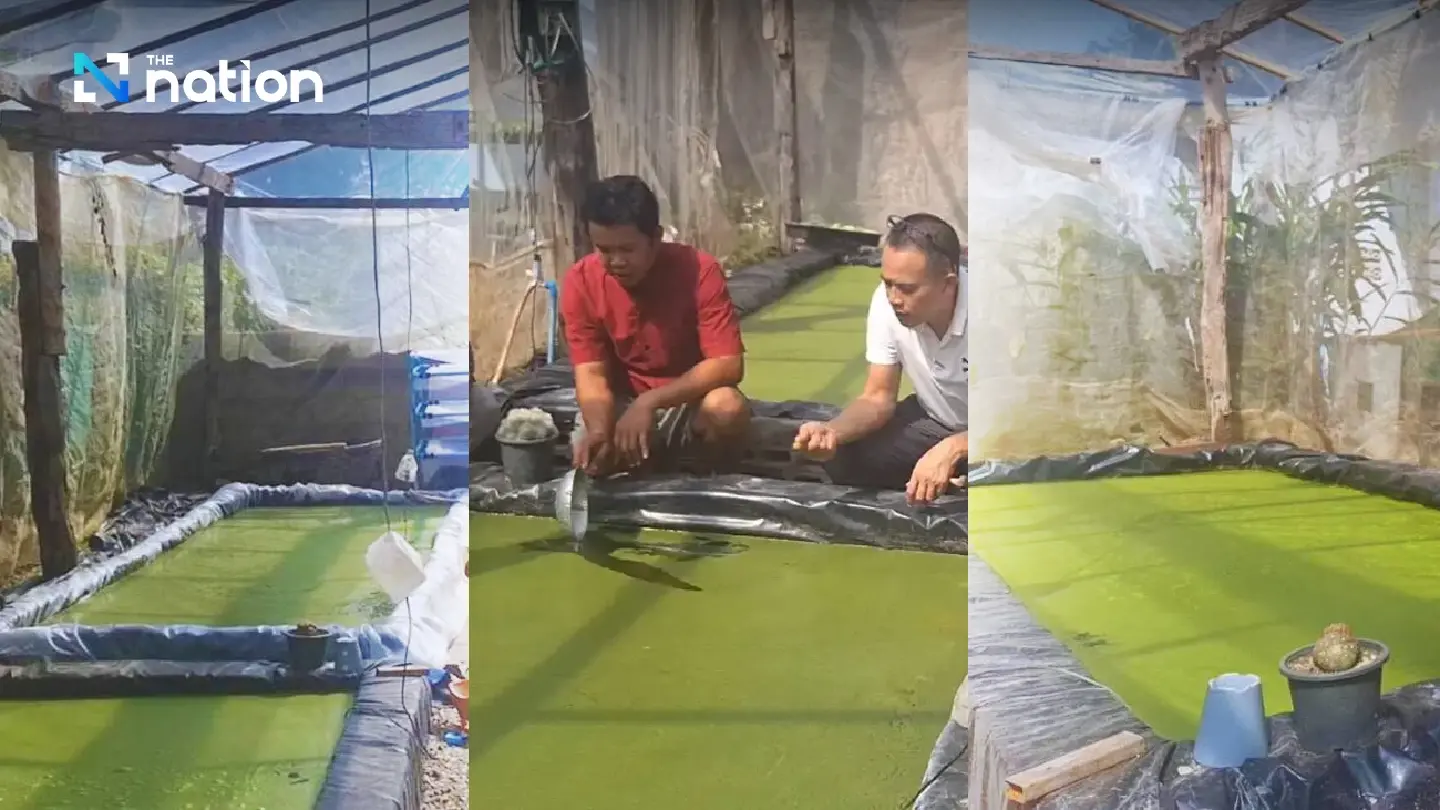 Aquatic plant in high demand in Phayao because of economic value