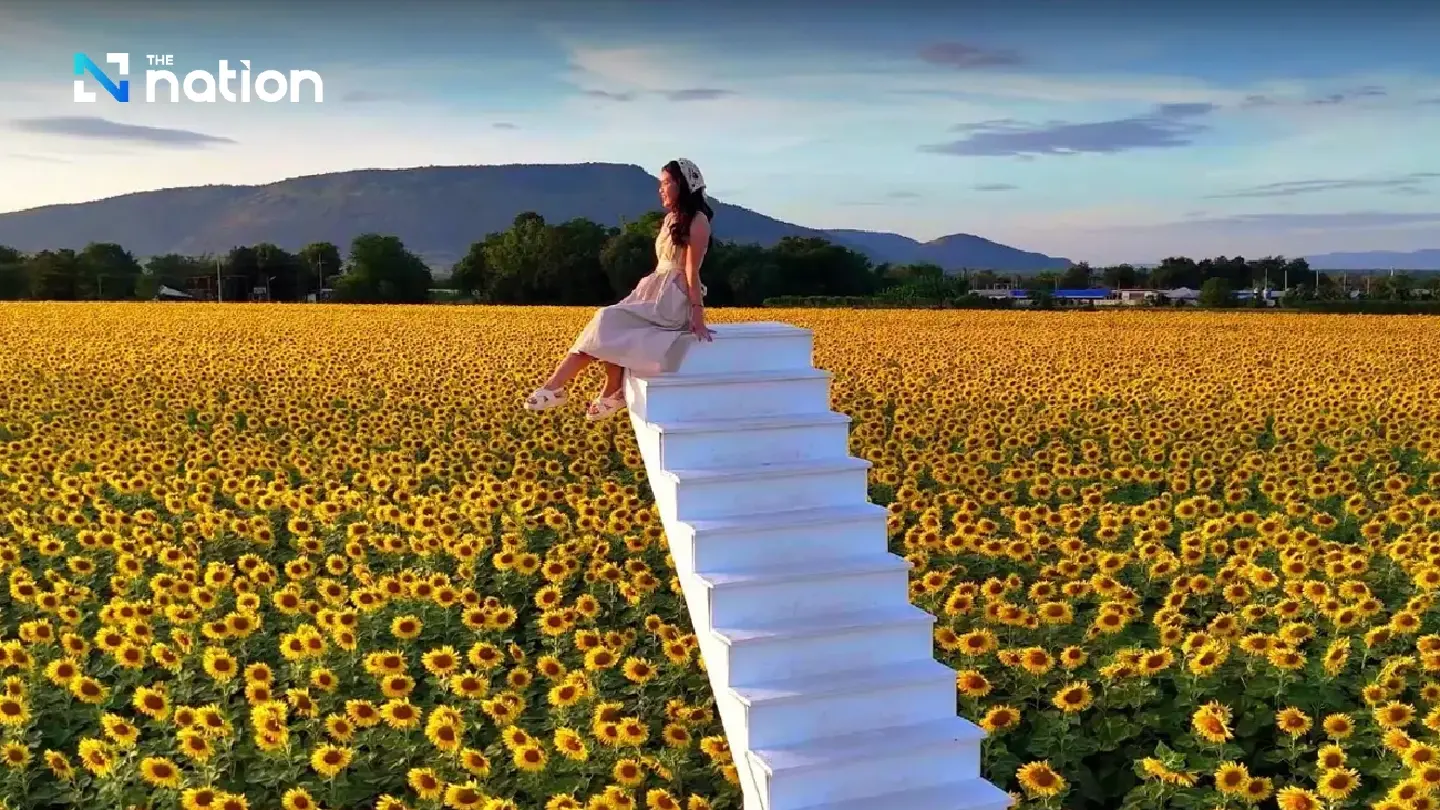 Tourists are flocking to Lopburi’s spectacular sunflower fields Tourists are flocking to Lopburi’s spectacular sunflower fields
