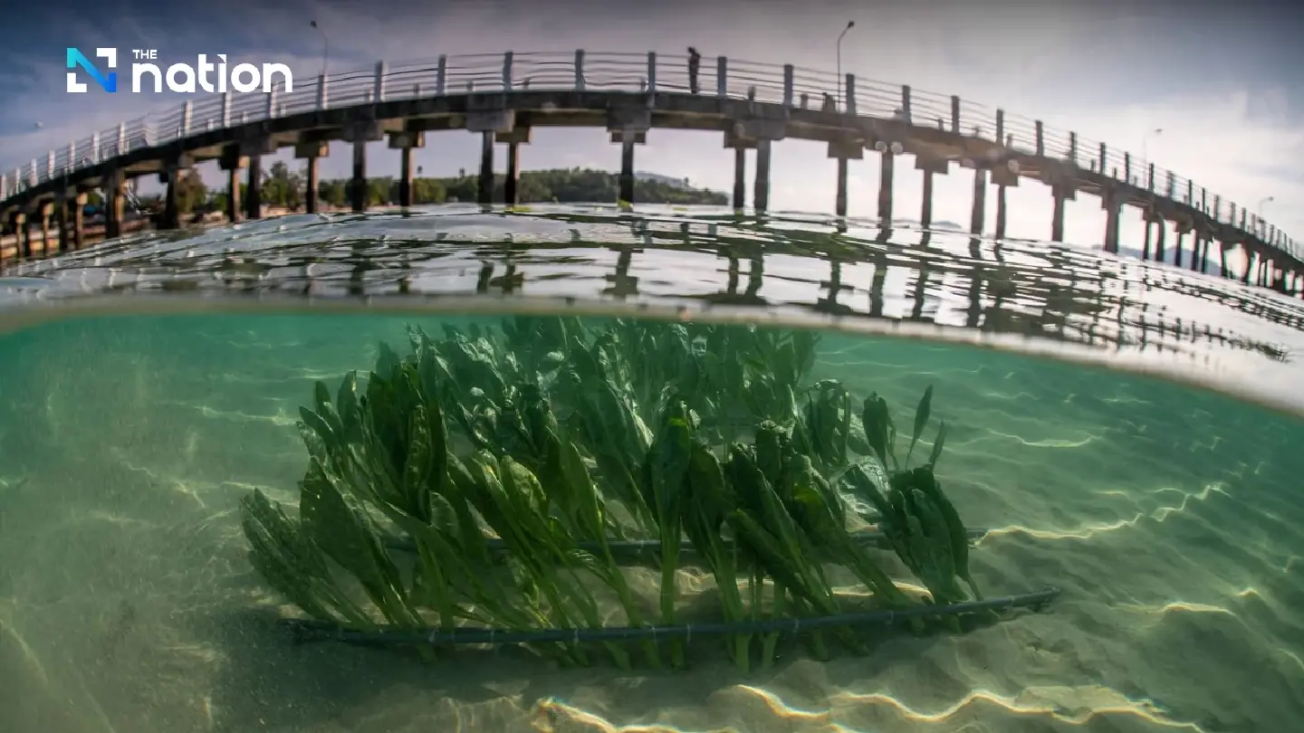 Declining seagrass habitats posing an existential threat to dugongs