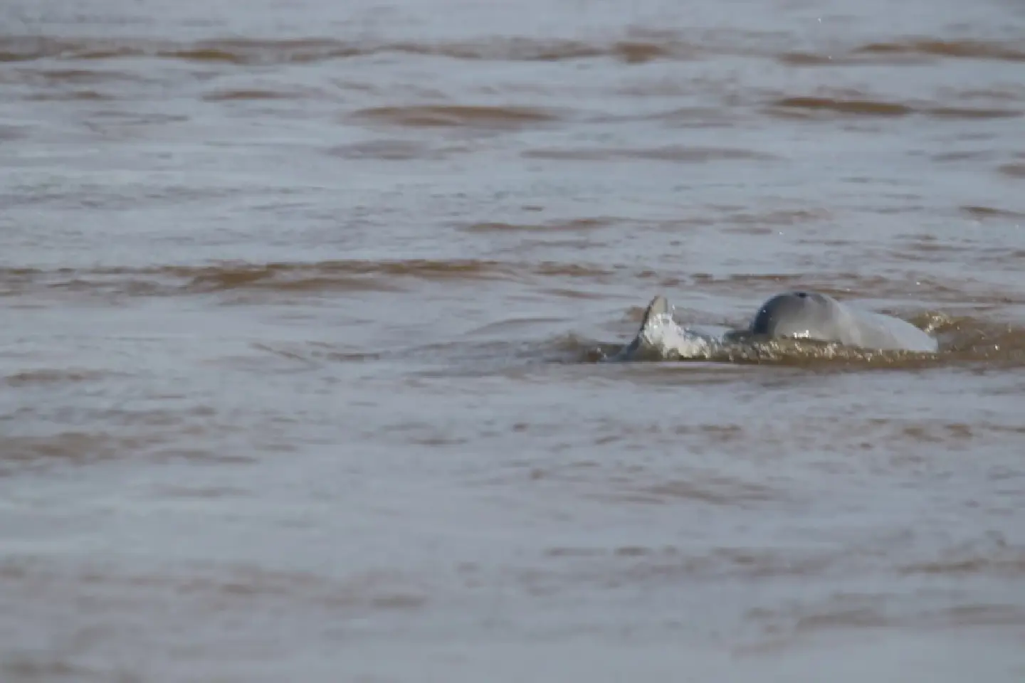 Mekong River dolphin birthrate reaches record high Mekong River dolphin birthrate reaches record high