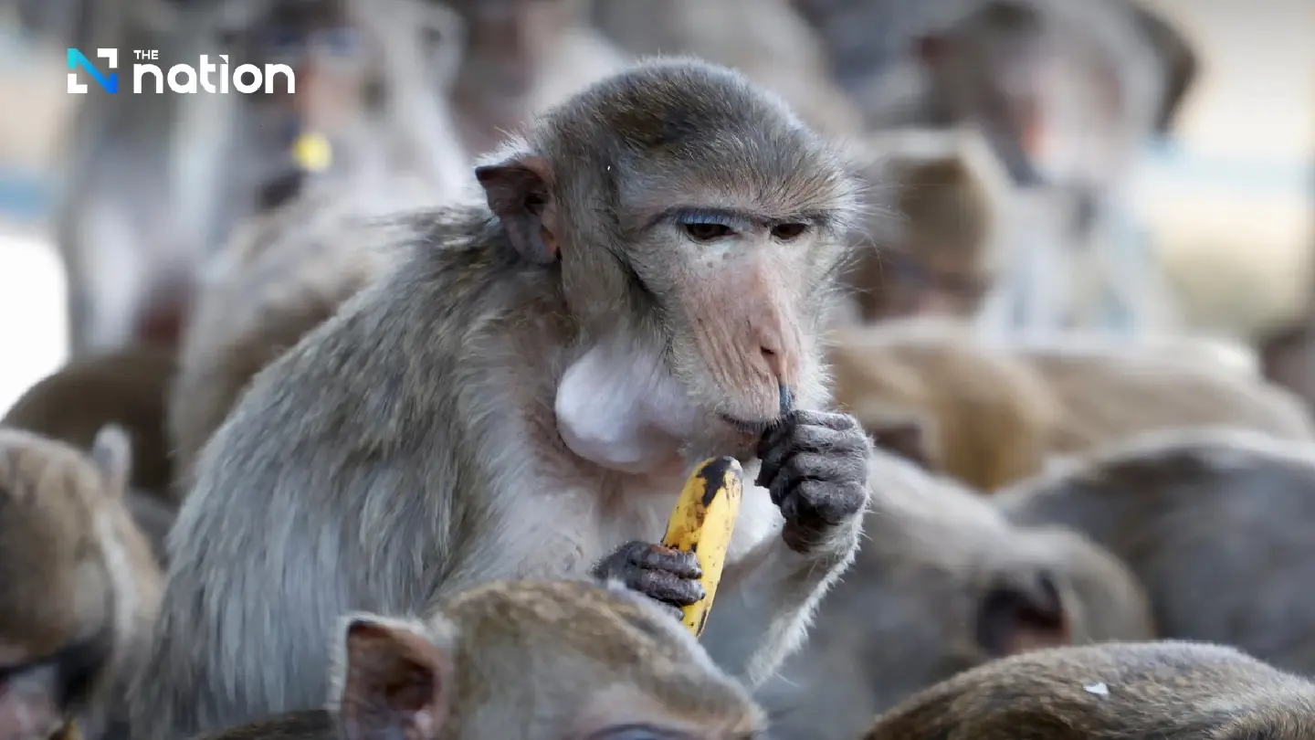 Monkey business reigns as Lopbui’s macaques enjoy annual feast