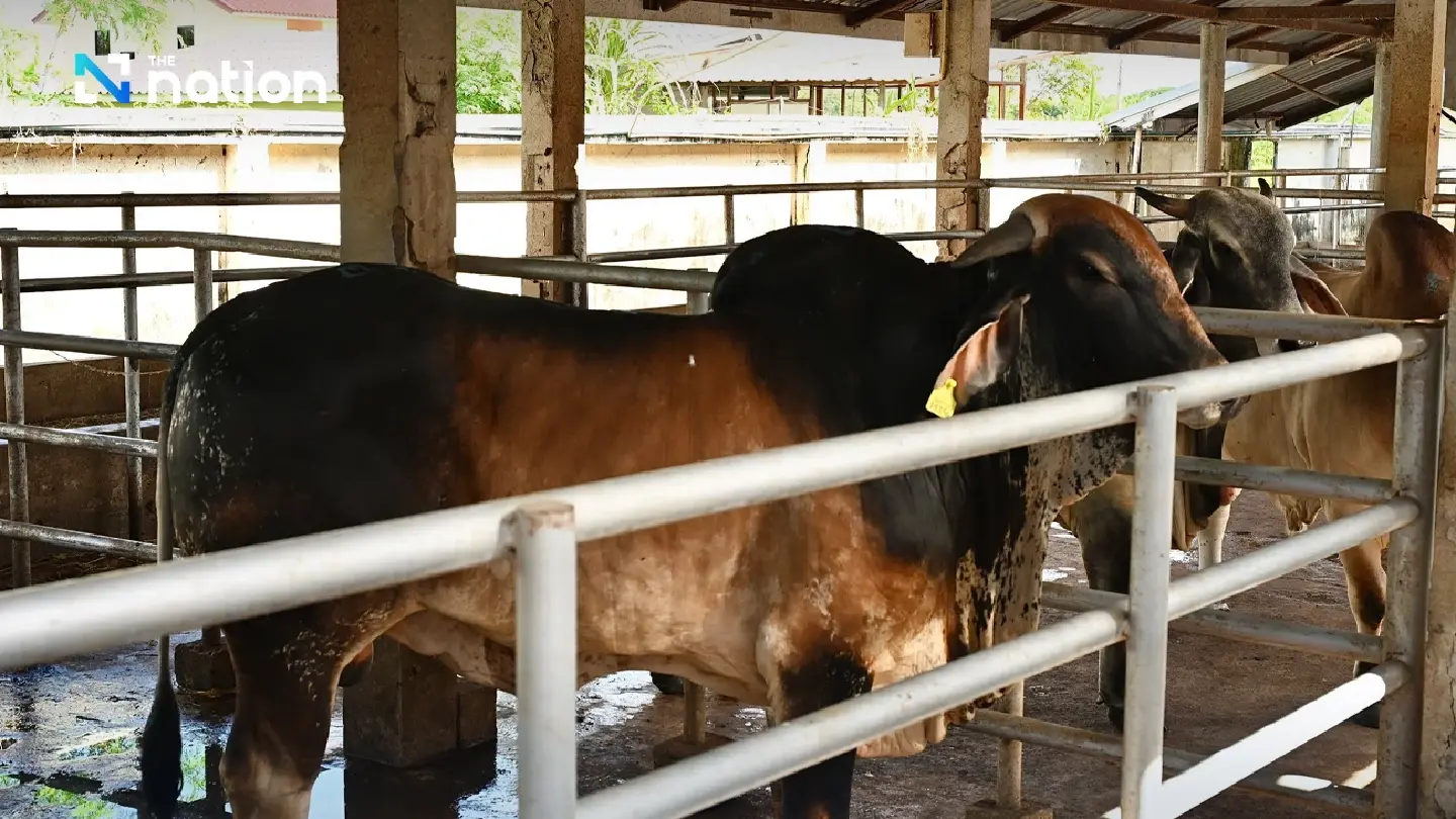 Thailand targets unsafe beta-agonist use in meat industry